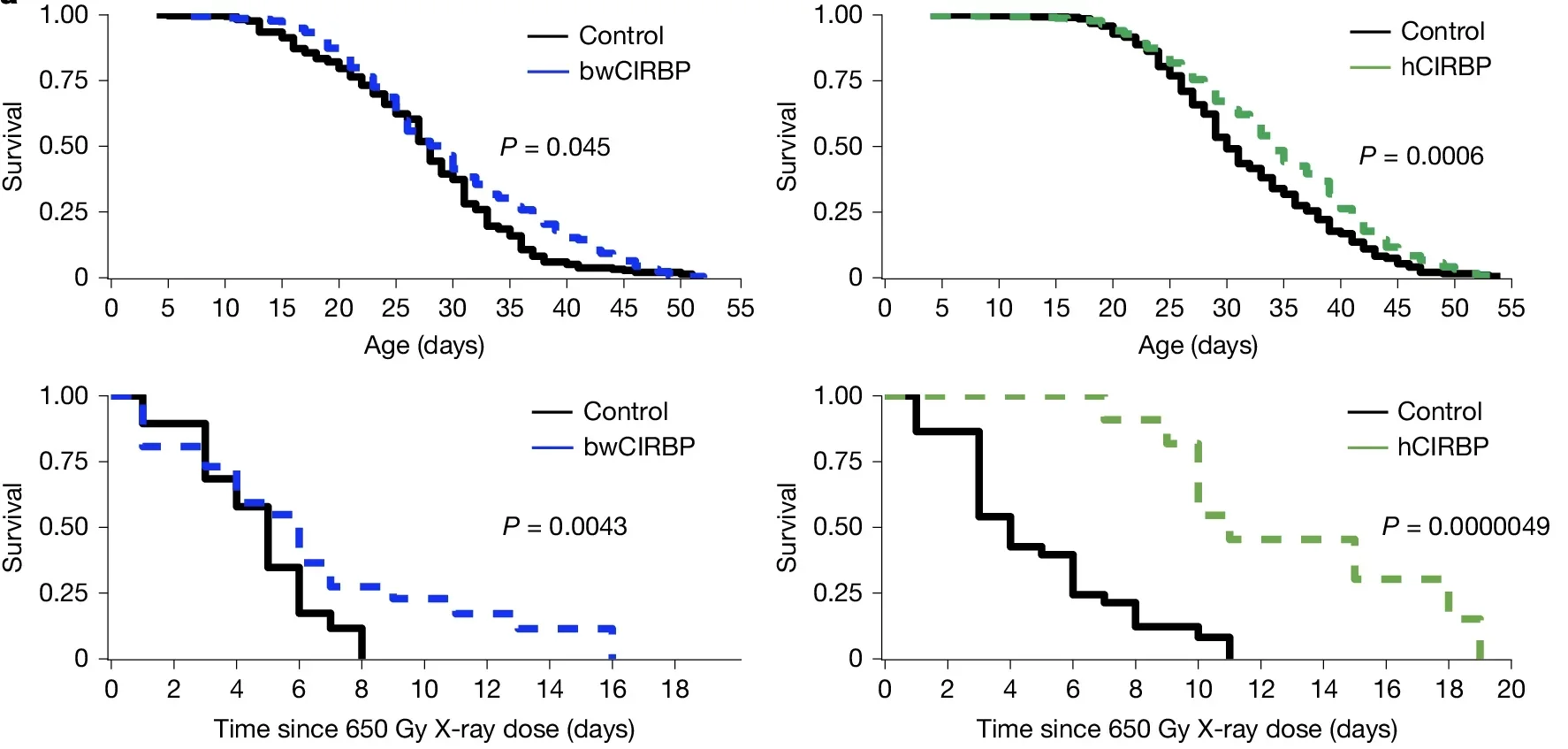 Conditional (daughterless-GeneSwitch, medium dose) CIRBP overexpression extends adult lifespan. lnHR (natural logarithm of the hazard ratio) indicates the effect size estimated by Cox models.
