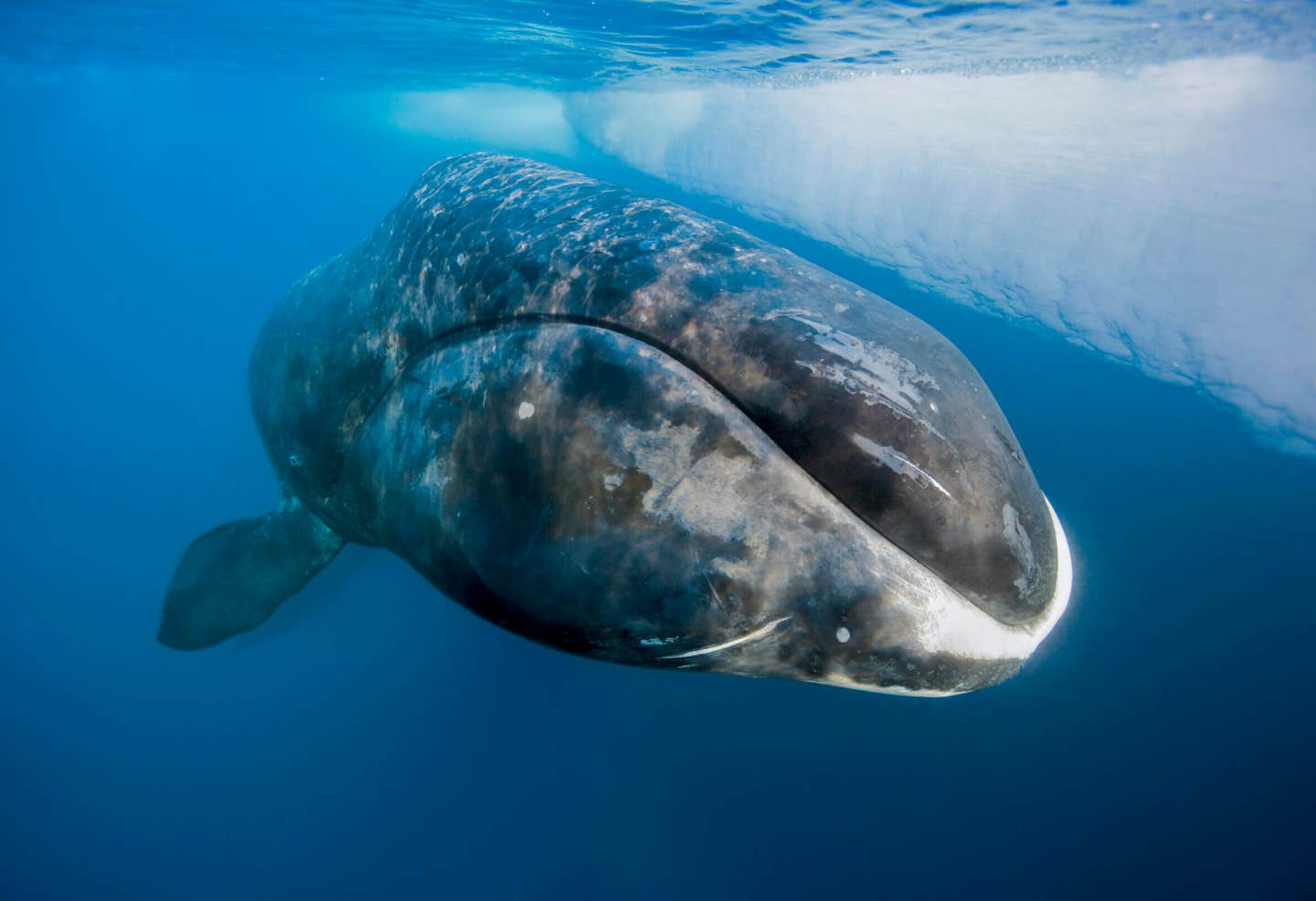 Researchers found that bowhead whales produce 100 times more of a DNA repair protein than humans, extending lifespan.
