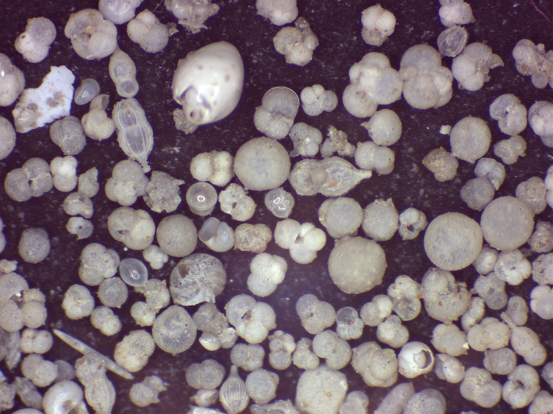 Microfossils from within layers of Twelve Apostles.