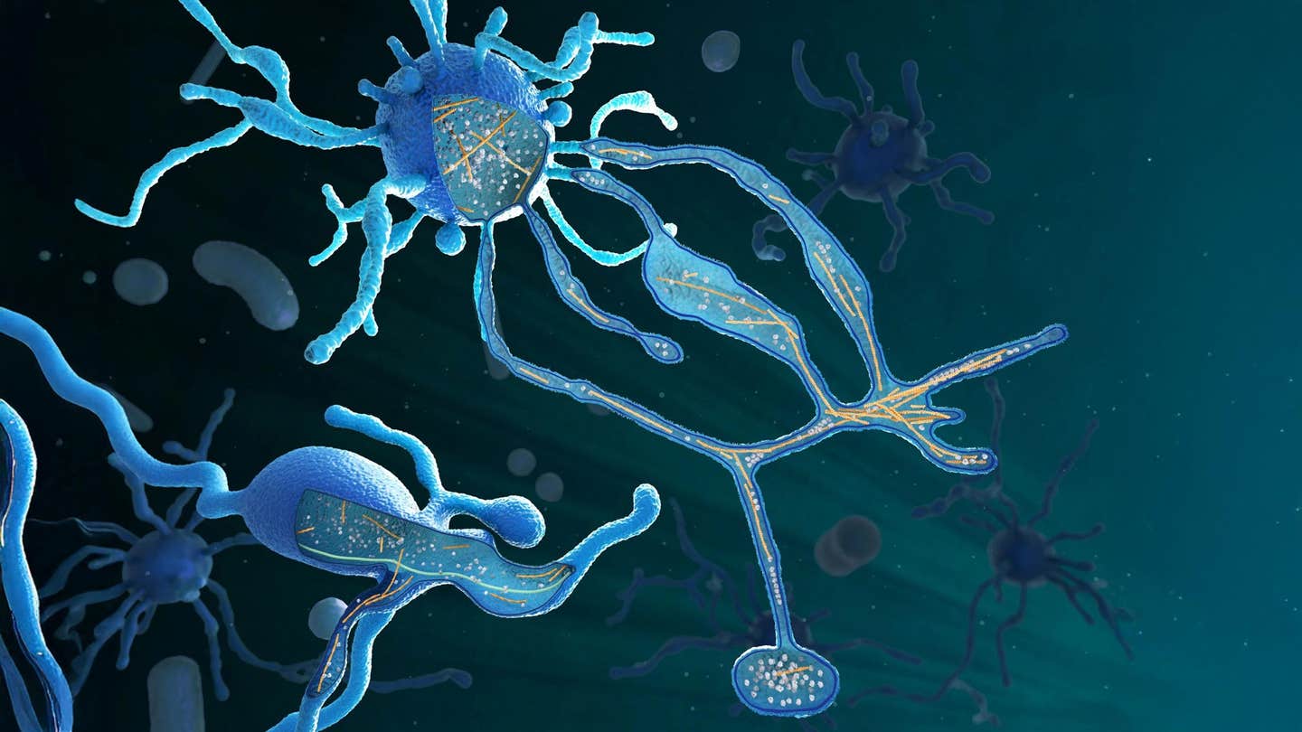 A striking reconstruction of an Asgard archaeon, drawn from cryo-electron tomography, reveals a cell laced with thread-like internal scaffolding—structures that echo the architectural complexity seen in nucleus-bearing cells.