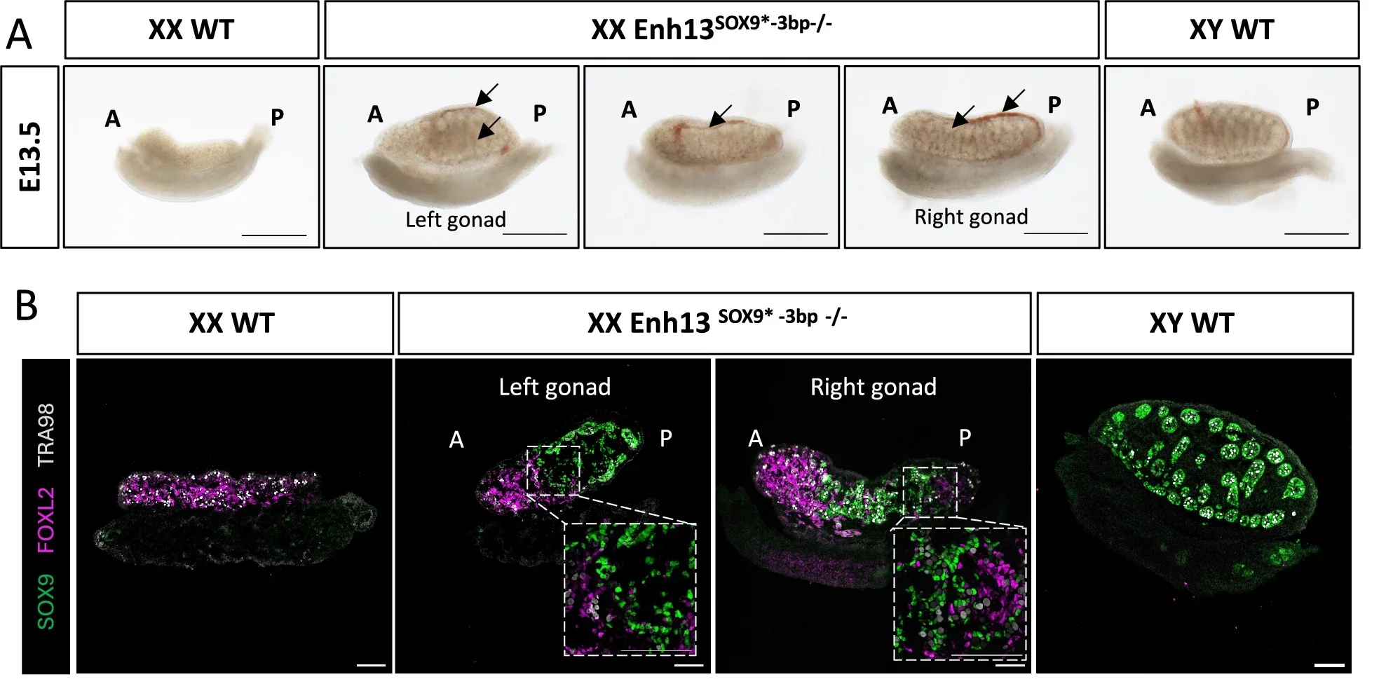 Small mutations in the SOX9 BS of Enh13 lead to ovotestis gonad development at embryonic stages.