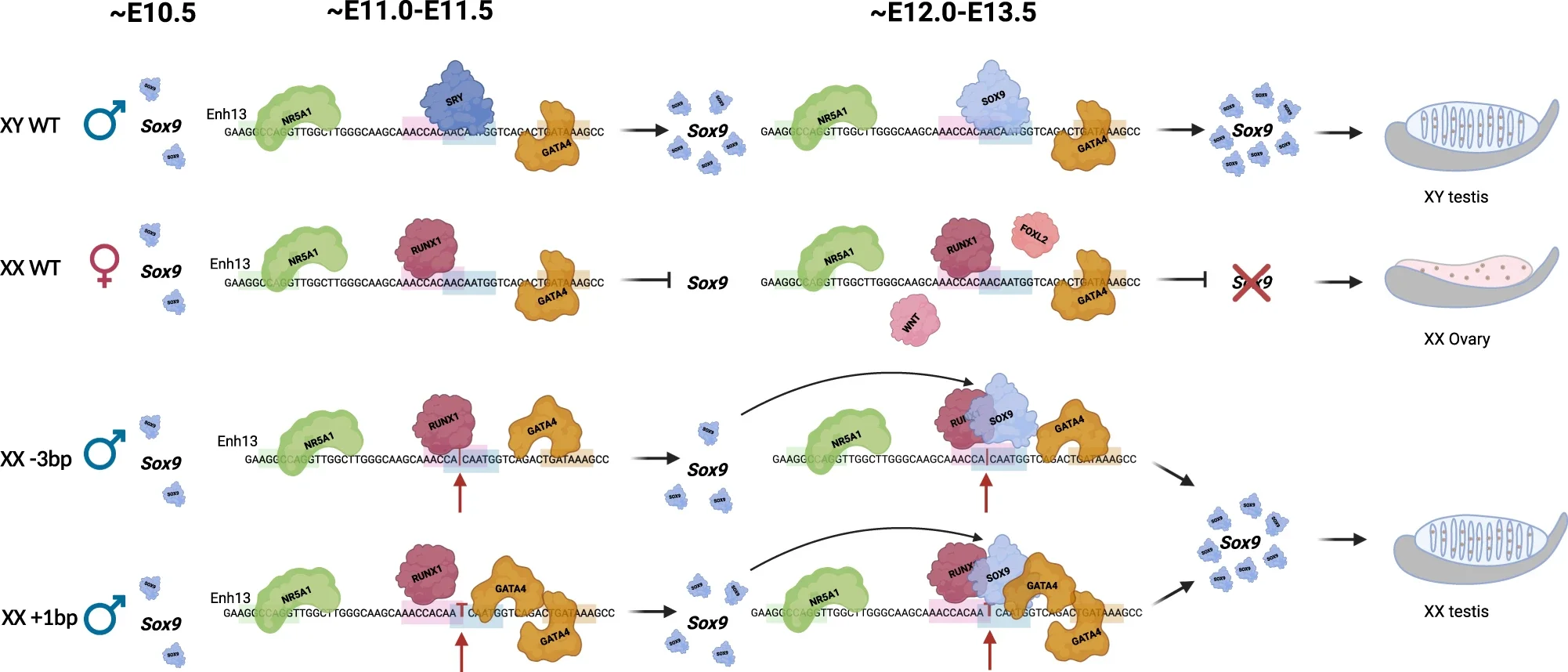 Proposed mechanism of Enh13 activity in XY WT, XX WT, and mutant gonads.