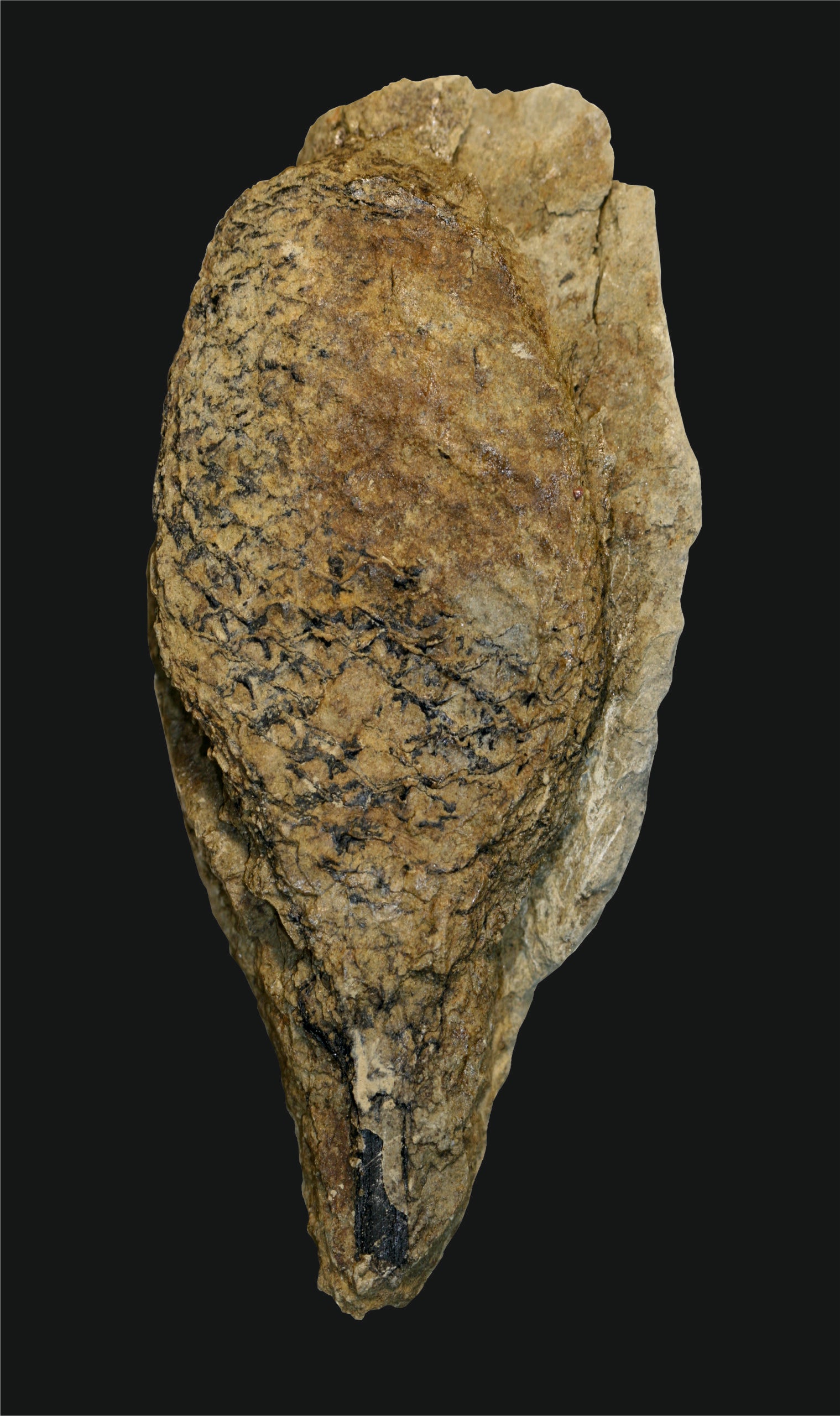 Lycophyte reproductive cones, belonging to the genus Lepacyclotes.