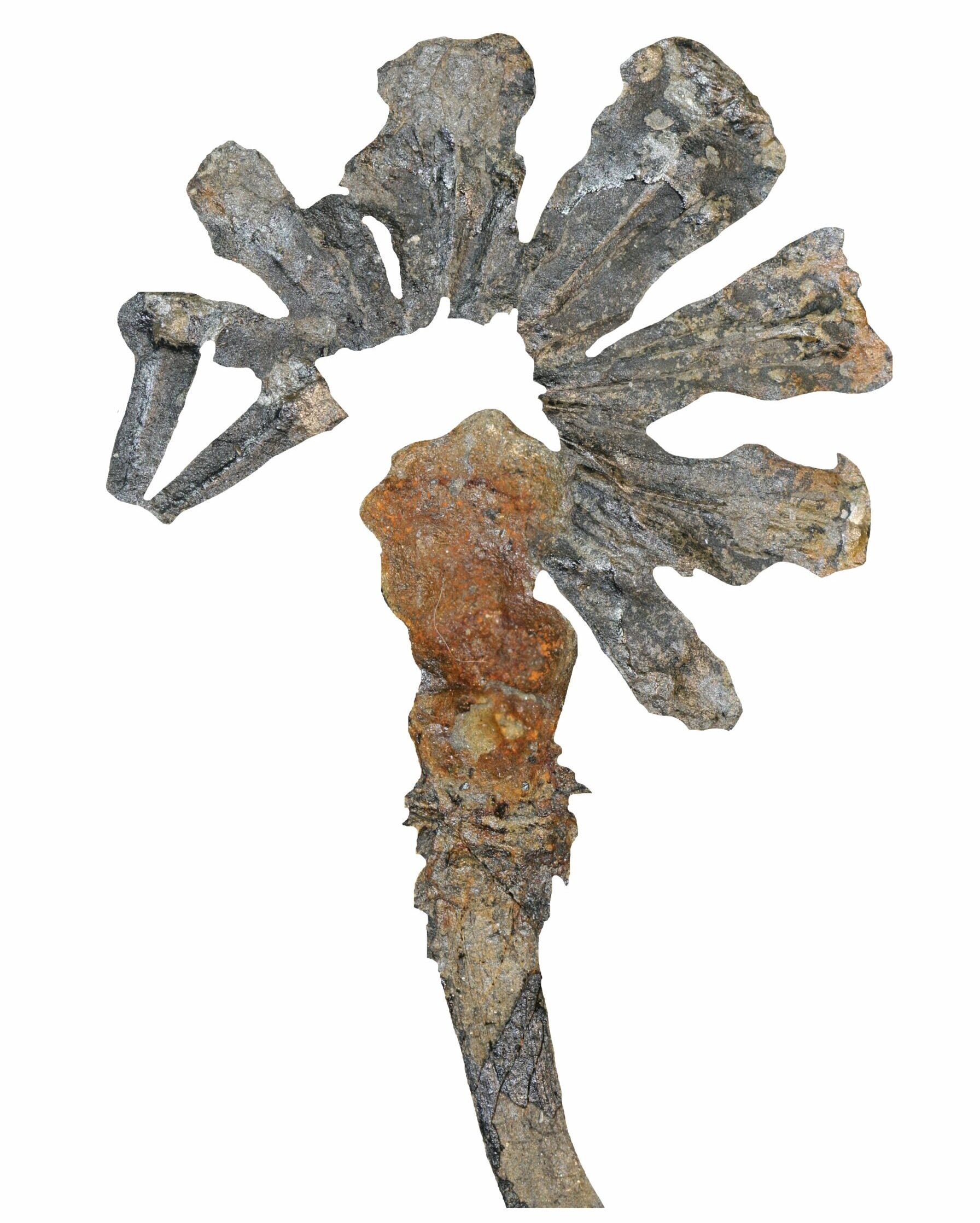 Lycophyte reproductive cones, belonging to the genus Lepacyclotes.