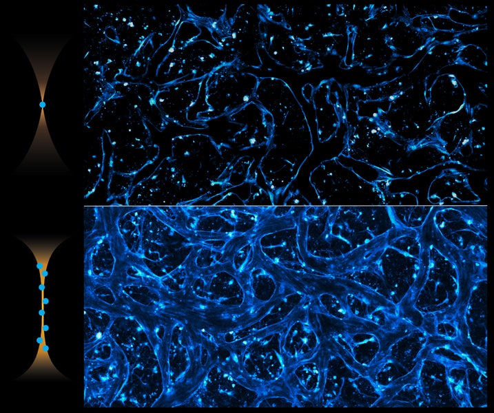 This comparison shows imaging of a blood-brain barrier model using a common Gaussian beam (top) versus the new Pencil beam method (bottom) which captures the entire volume and 3D information in a single scan.