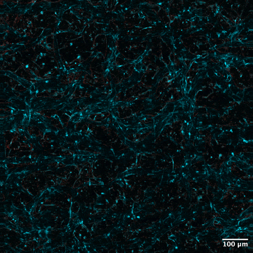The new technique enabled researchers to dynamically track how cells absorb proteins in real-time. This animation shows drug uptake (red) in a blood-brain barrier model using the pencil beam.