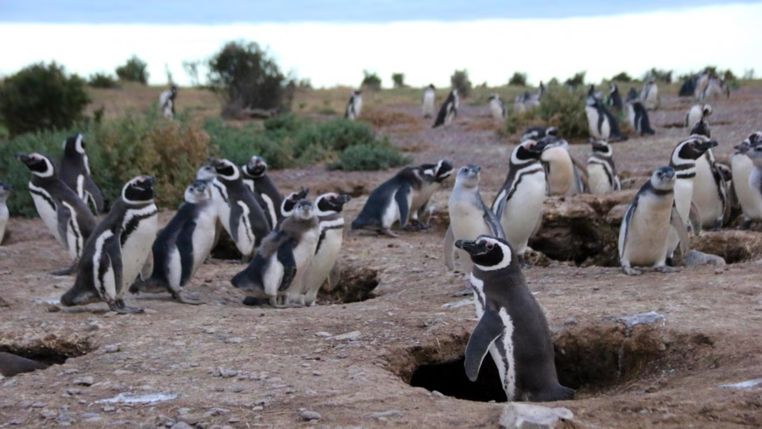 Magellanic penguins in Argentina served as sentinels of their own environment by wearing chemical-detecting leg bands for a few days during their breeding season in a UC Davis and SUNY-Buffalo study.