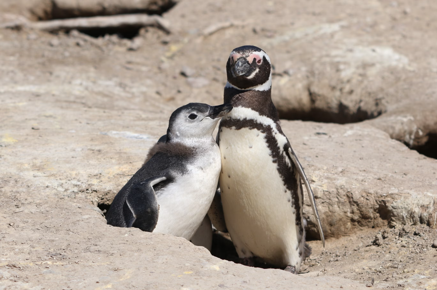 An adult Magellanic penguin stands with its chick during breeding season in Argentina.