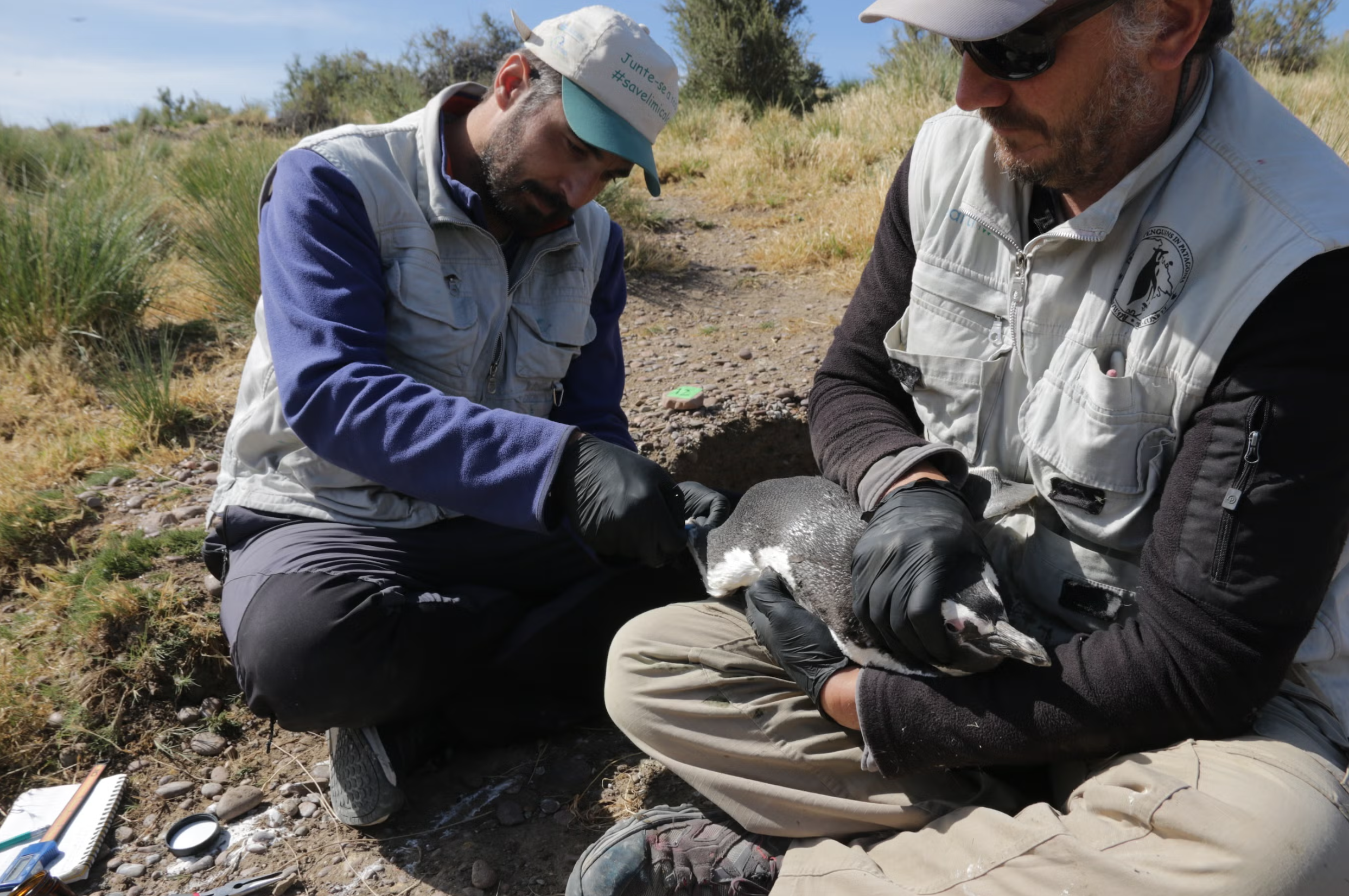 Researchers deploy a chemical-sensing ankle band on a Magellanic penguin in Argentina.