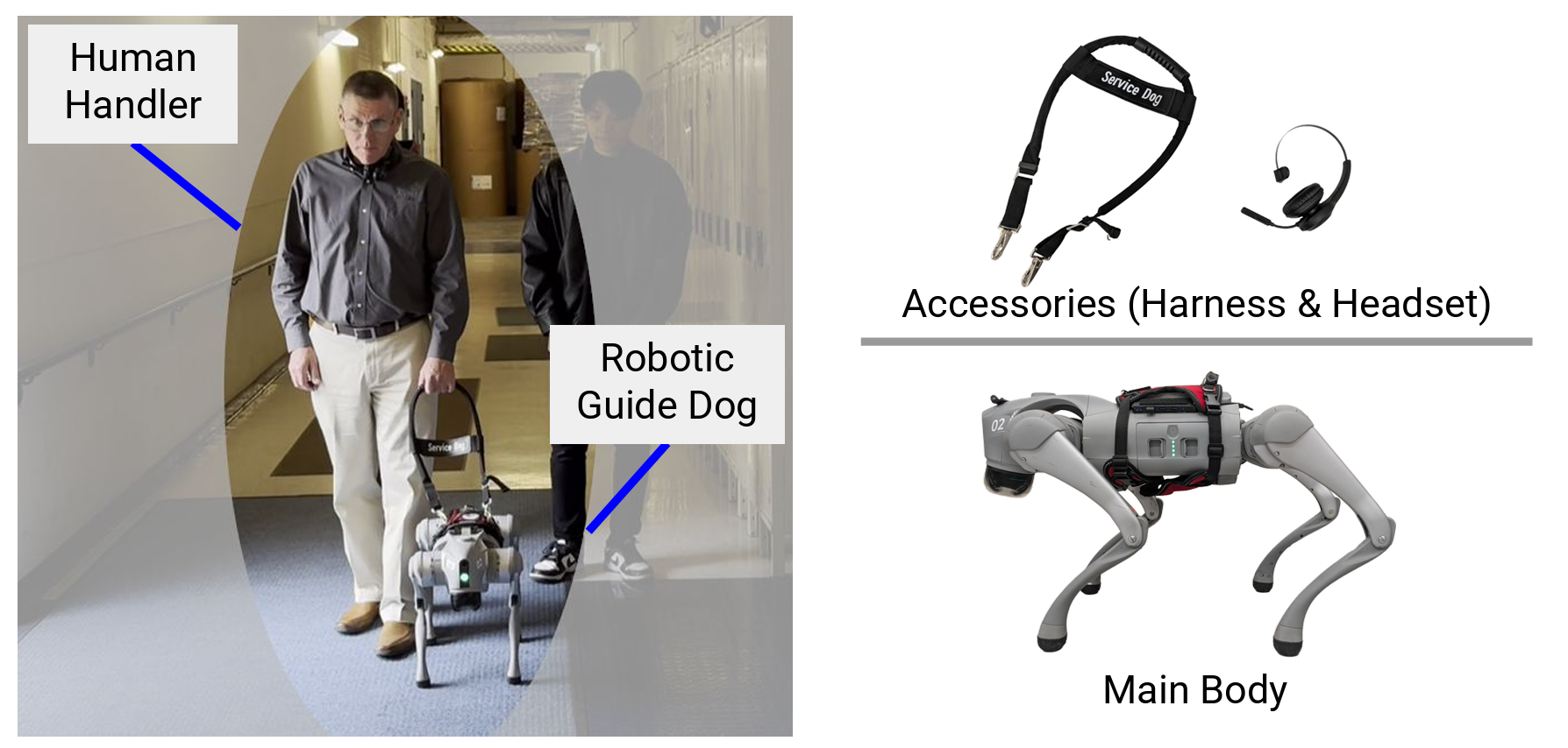 A legally blind person walking with our robotic guide dog system during a participant study.