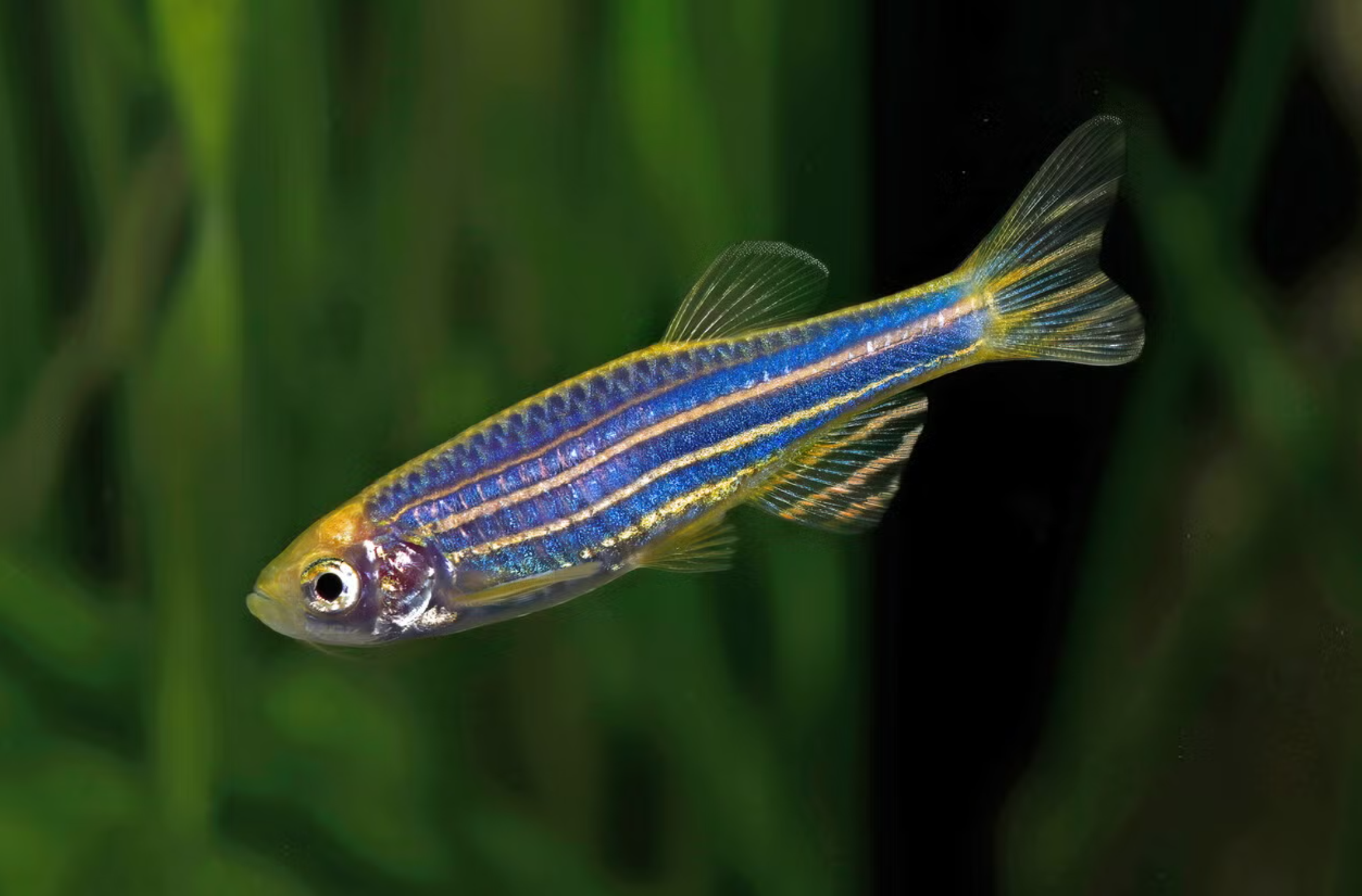 Yale researchers use zebrafish to identify autism drug candidates - The ...