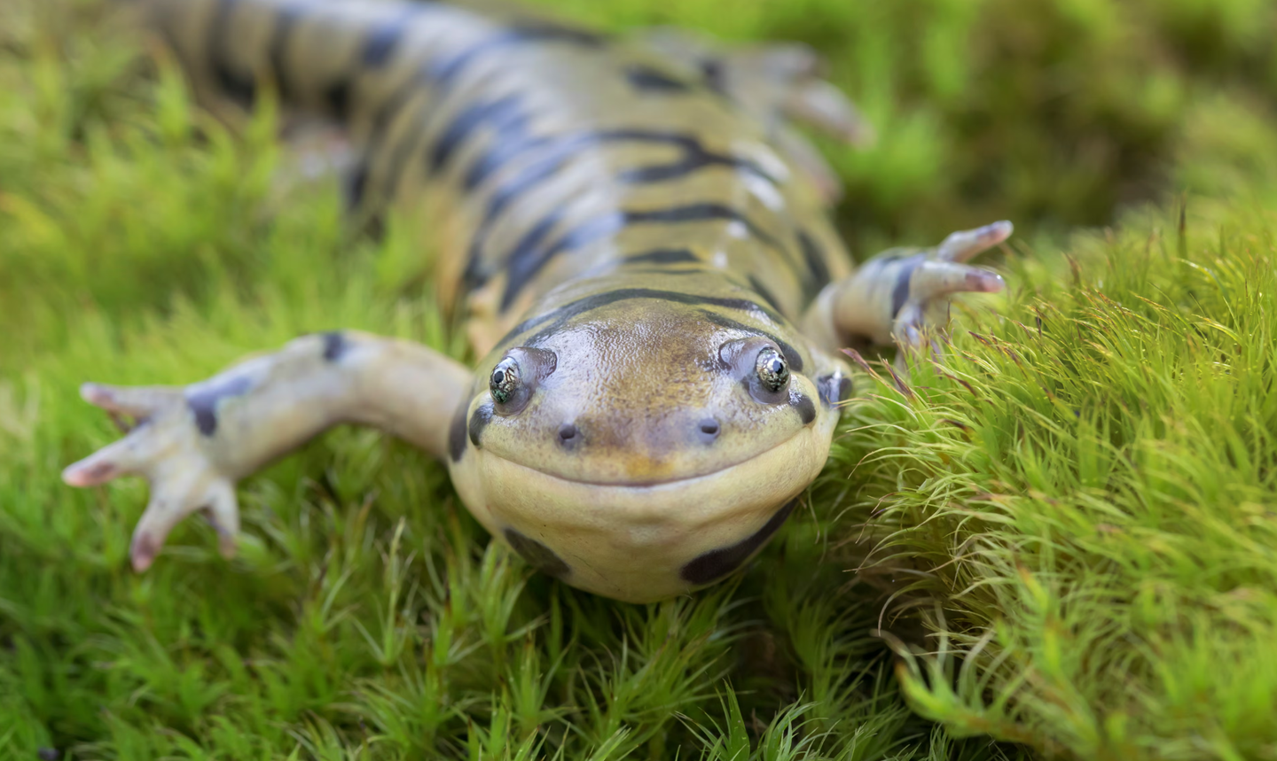 New research links oxygen sensing to why frog tadpoles regrow limbs while mammals fail to do so.