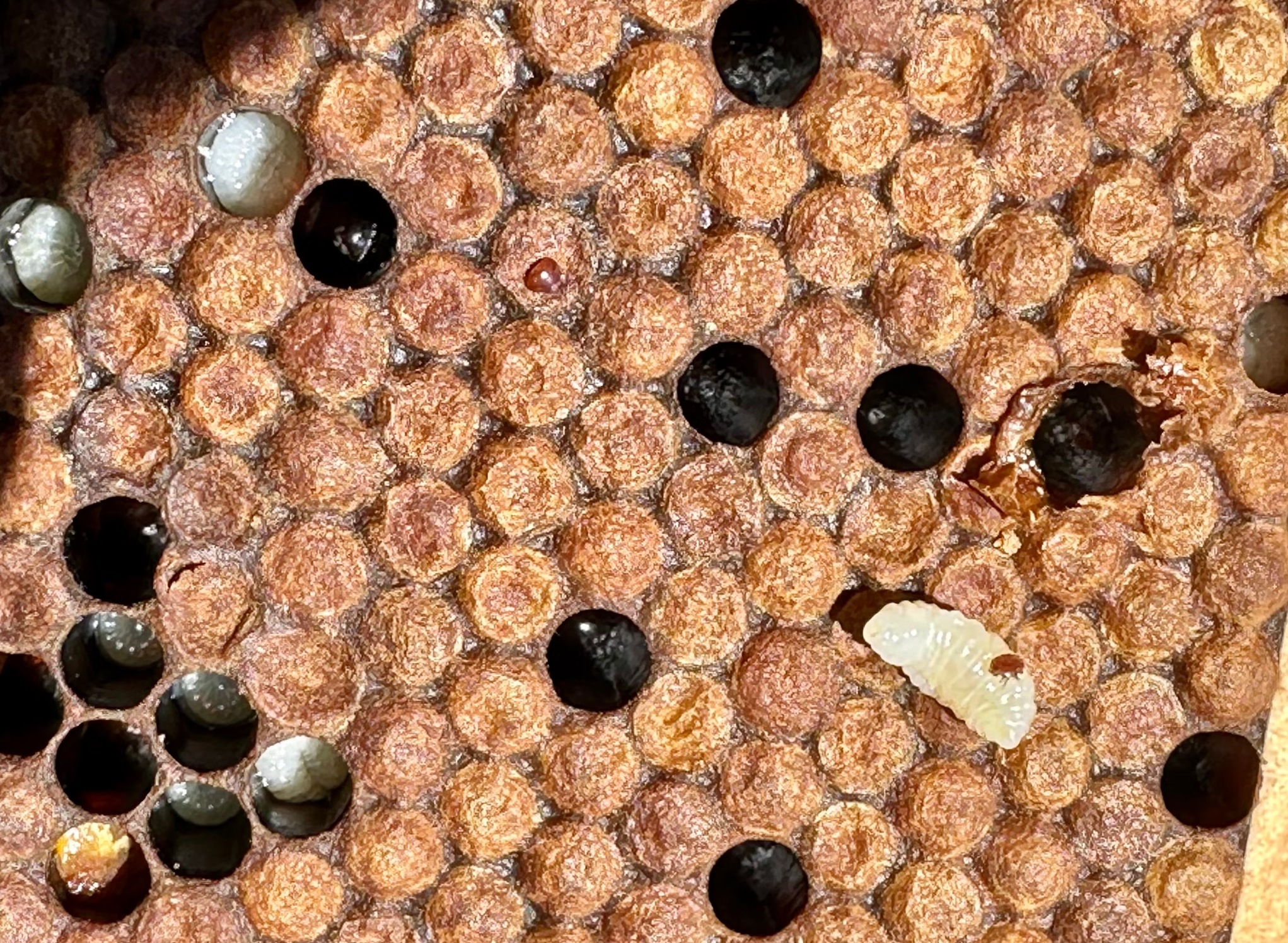 A Varroa mite on a developing honeybee larva inside a brood cell.