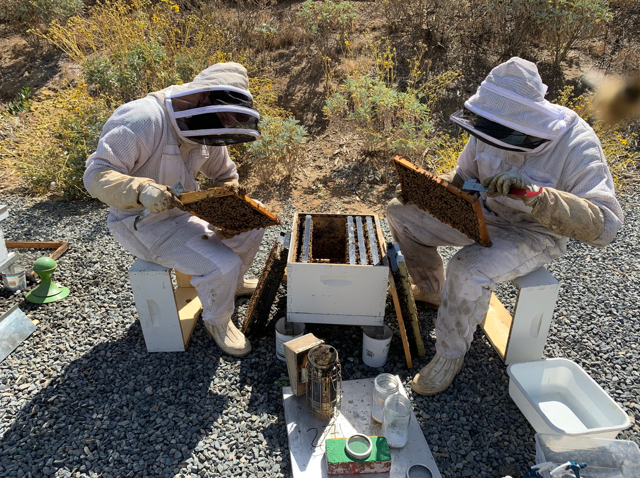 Researchers inspecting honeybee colonies as part of long-term monitoring of Varroa mite infestations.