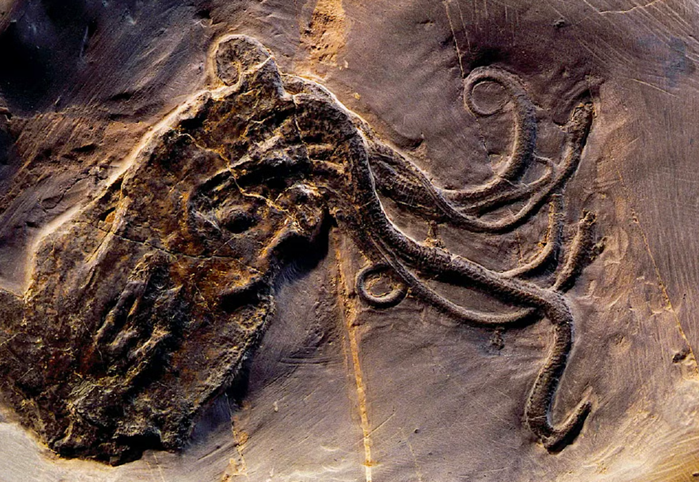 A famous 300-million-year-old “octopus” fossil was actually a nautiloid, hidden by decay before fossilization.