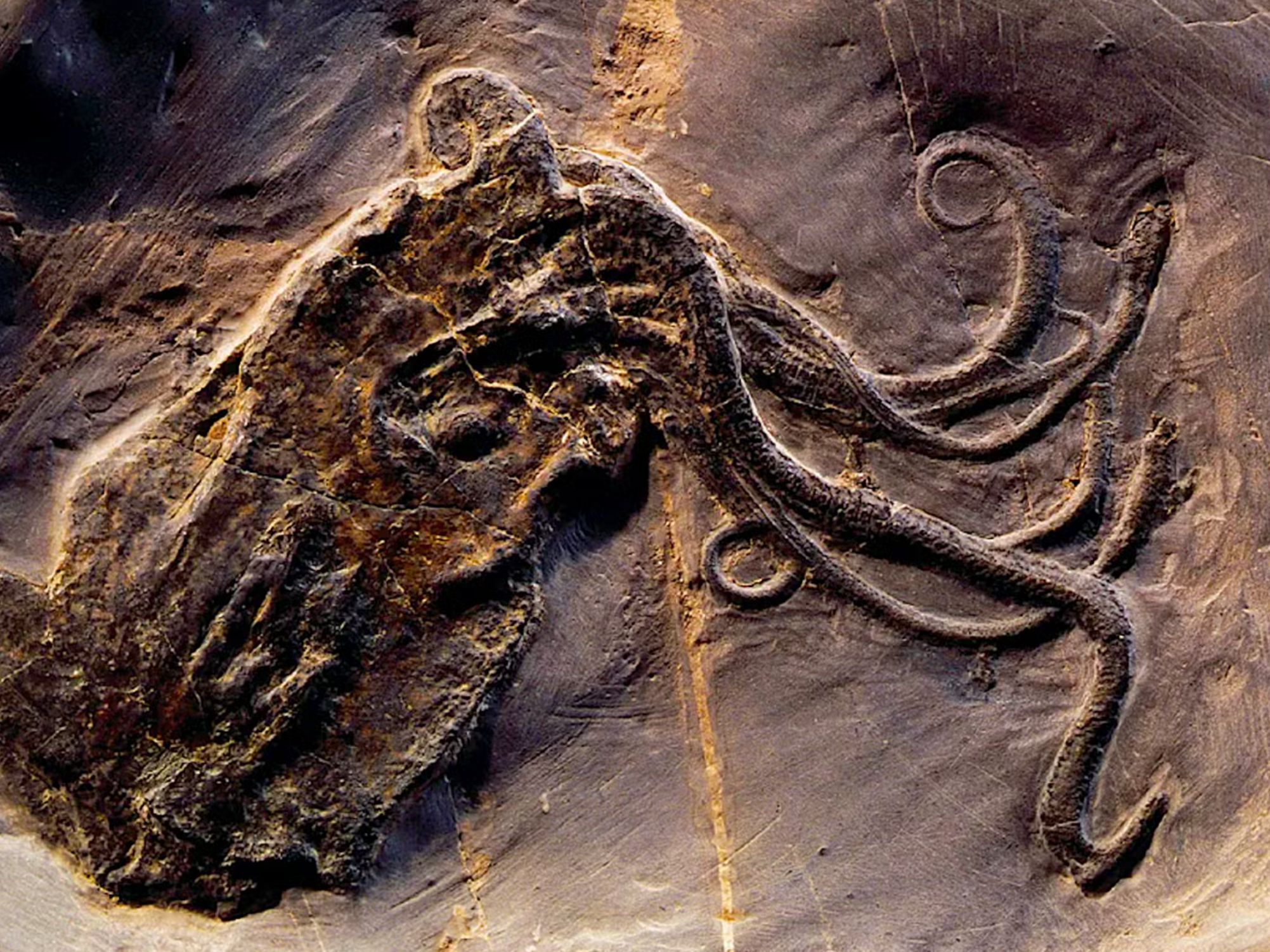 イモガイ貝殻 Darioconus Aulicus Propenudus 300-million-year-old sea creature mistaken for the world's oldest