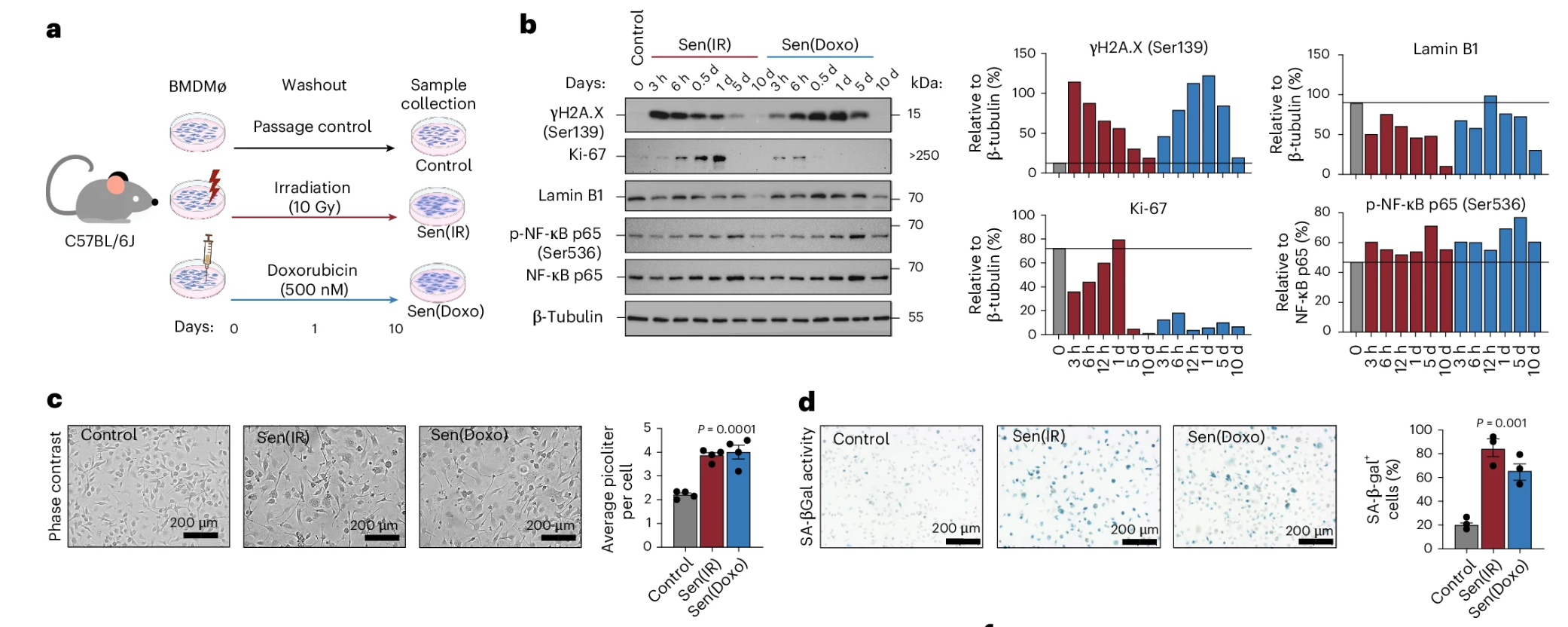 Irradiation and Doxo drive p21+ macrophage senescence in vitro.