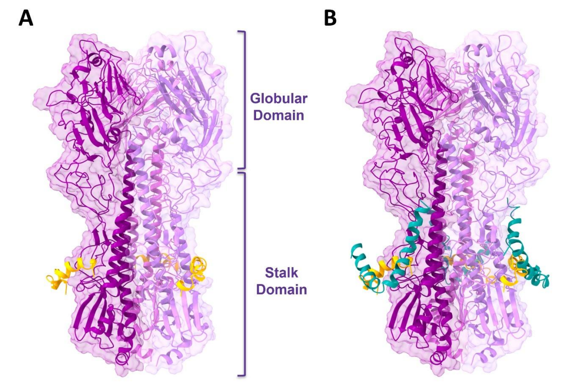 Predicted protein-protein interaction between the HA of strain PR8 and the
peptides LEK-24 and DCD-1L.