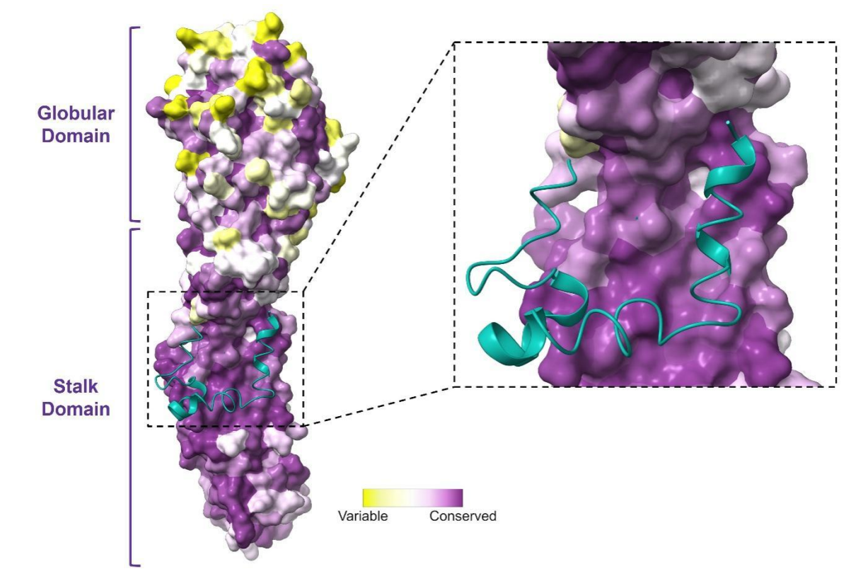 Hemagglutinin sequence conservation and structural analysis mapping of the
DCD-1L binding site. 