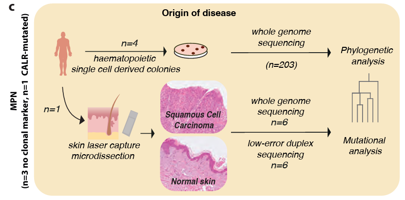 Experimental approach for haematopoietic coloies and skin tissue.