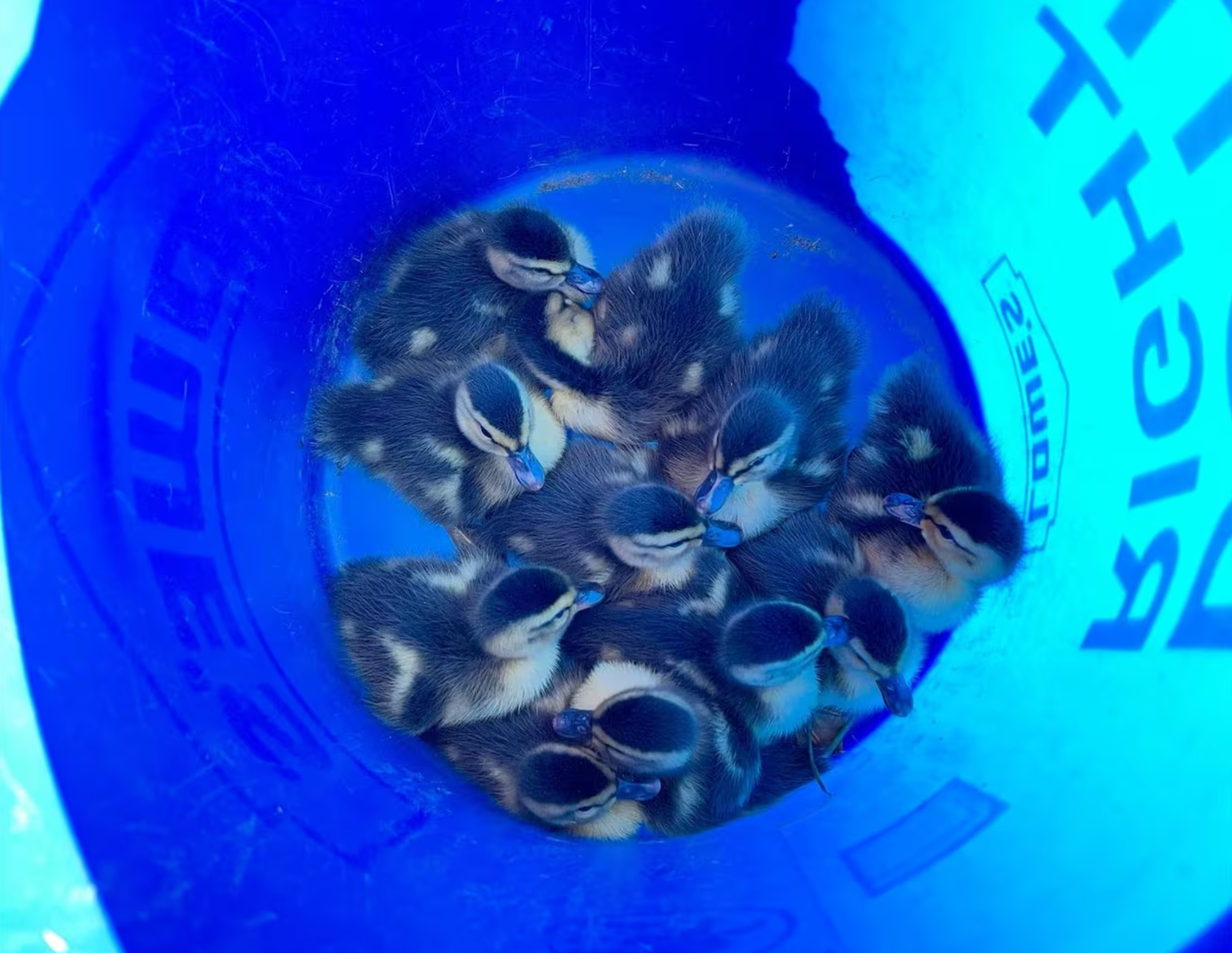11 ducklings were rescued from storm drains after their mother was struck by a vehicle in Murfreesboro, Tennessee.(MFRD)