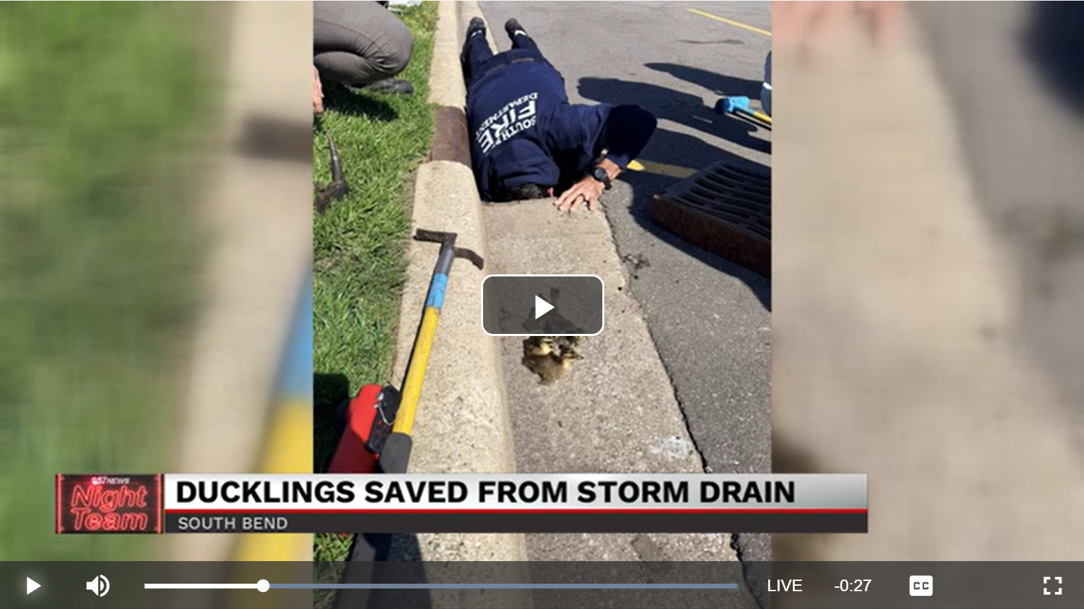 Wal-Mart employees and firefighters rescue baby ducklings