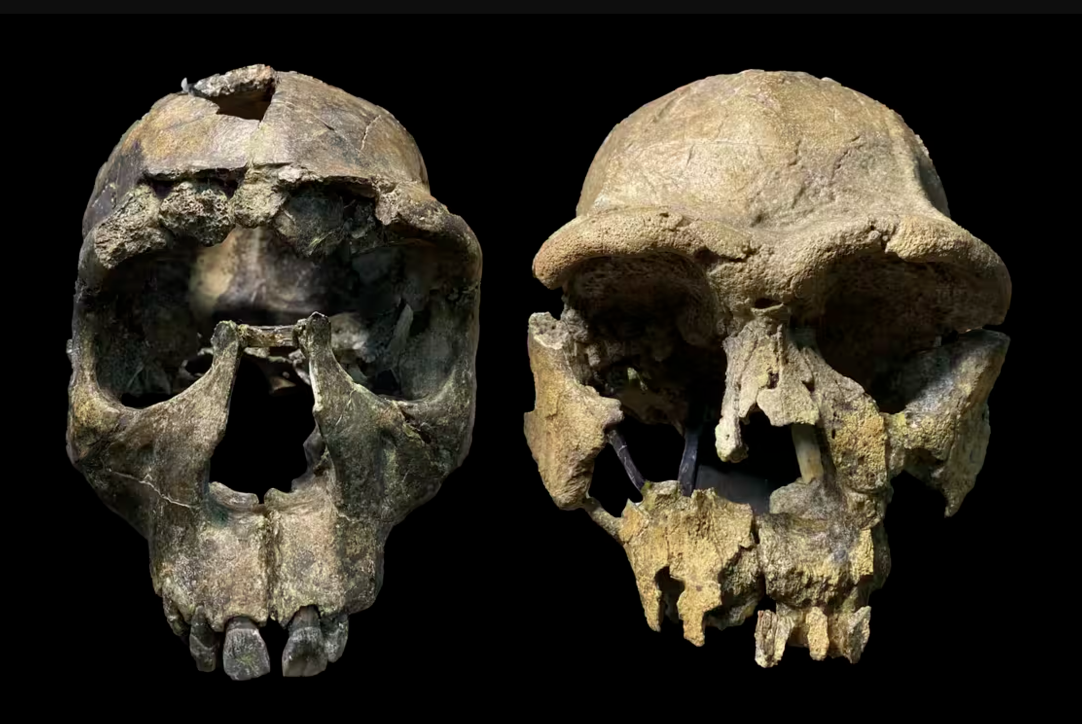 Homo erectus crania from the Turkana Rift. Left: WT 15000, ‘Turkana Boy’ from West Turkana. Right: ER 3733 from East Turkana. 