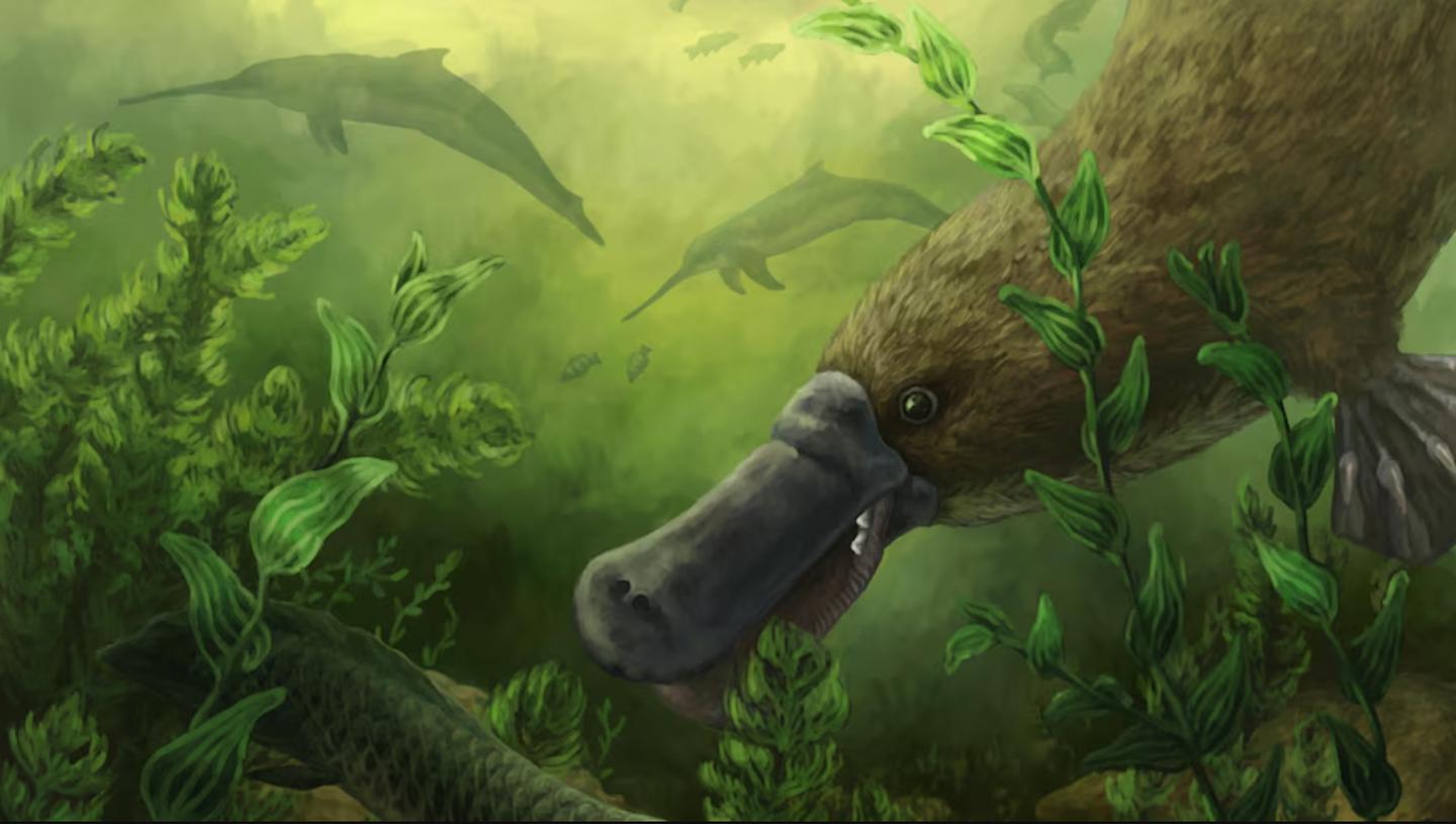 Ancient platypus fossils from South Australia reveal a toothed species with a body plan close to today’s platypus.