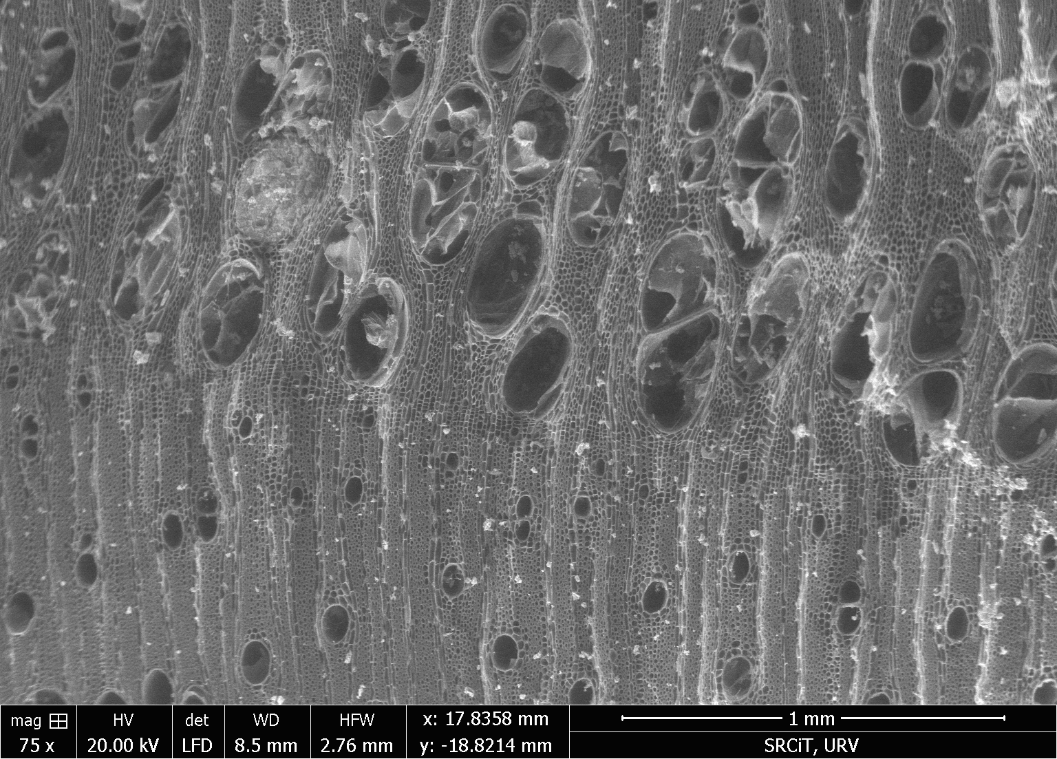 Traverse section of a charcoal fragment of ash observed under an ESEM microscope. 