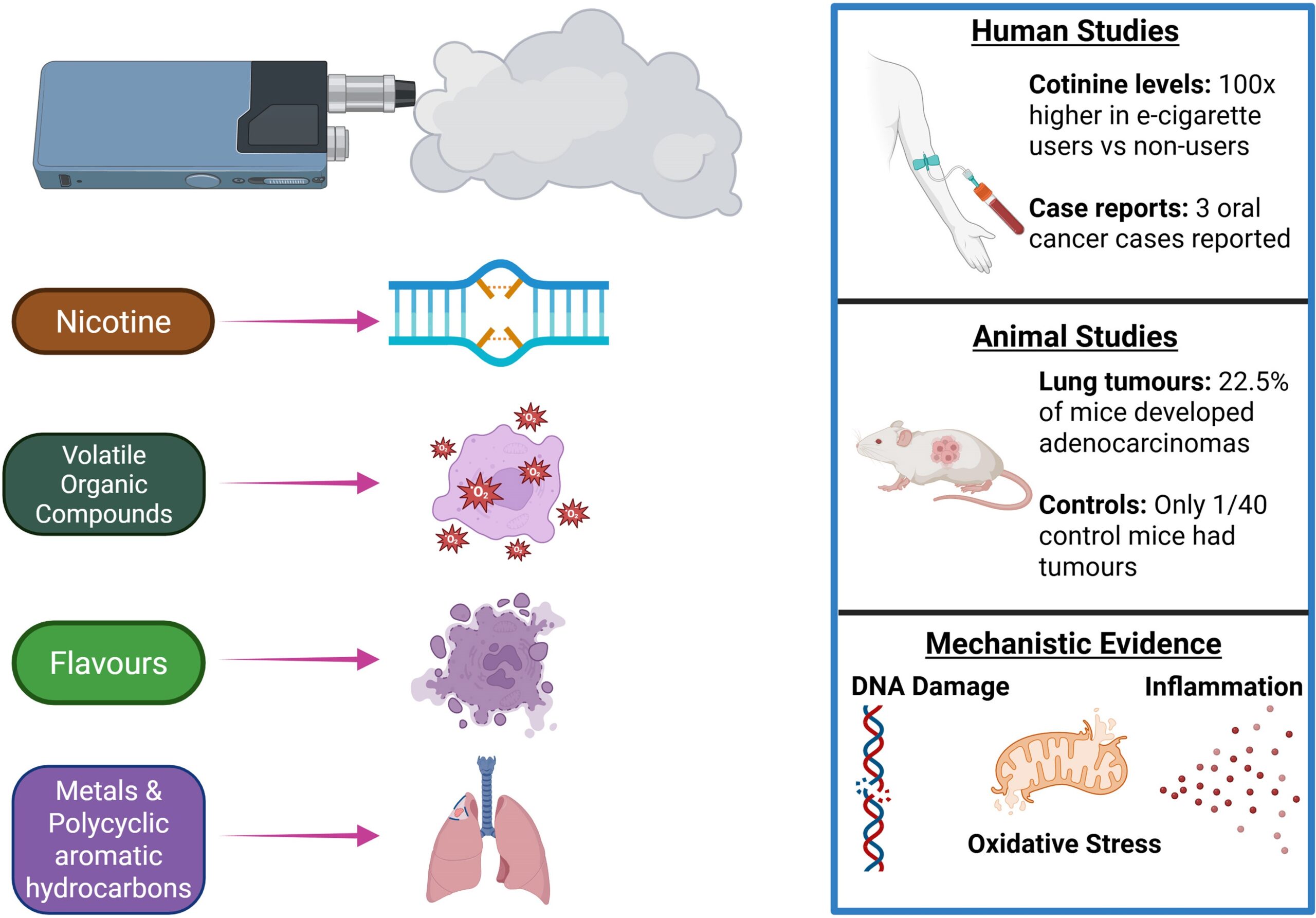 Graphical abstract of the study findings and set-up.