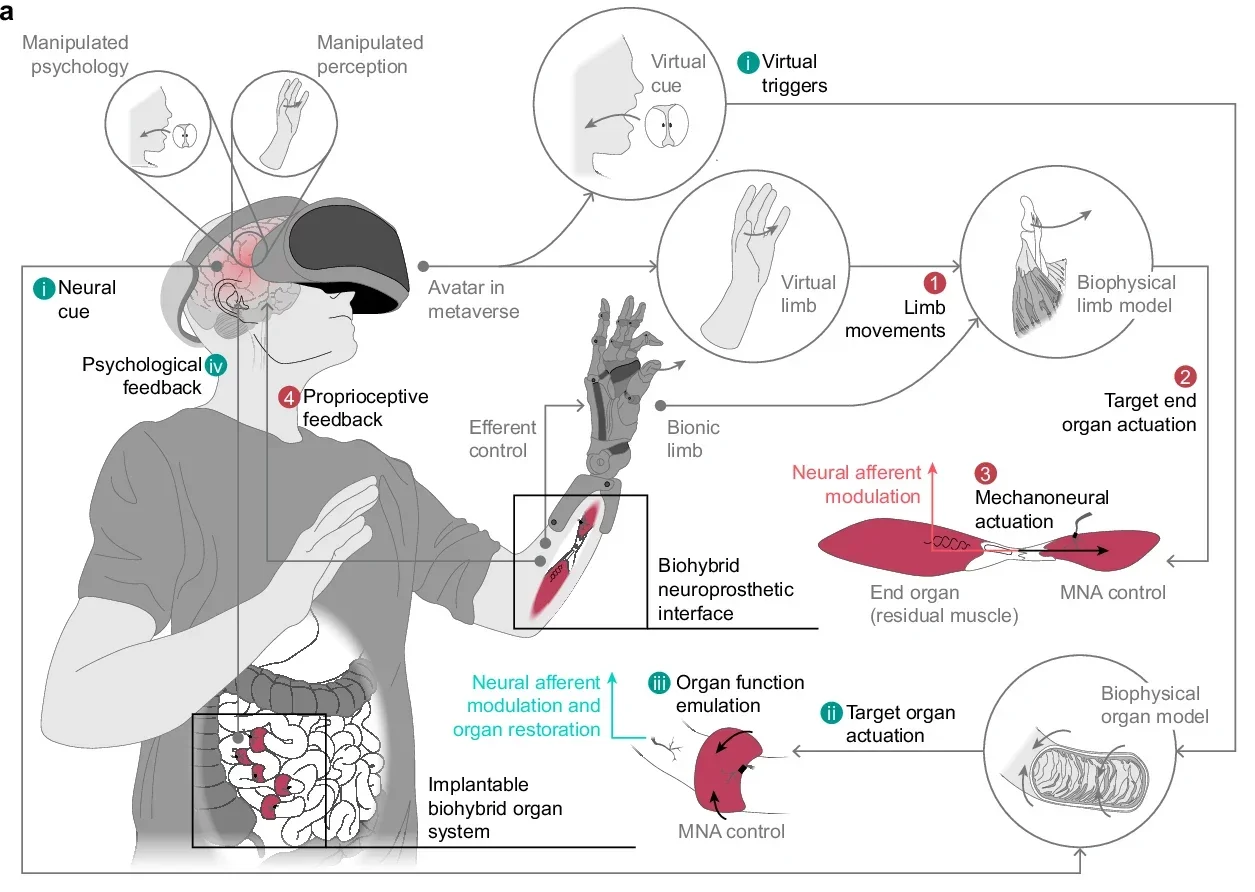 Myoneural actuator (MNA) for biohybrid systems. The ability to control organ actuation facilitates modulation of human biology.