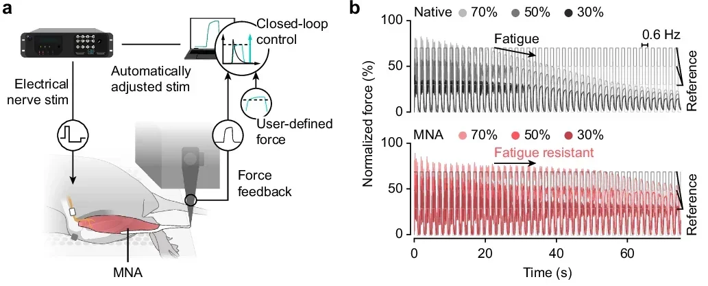 MNA enables extended closed-loop control with neural isolation from the CNS.