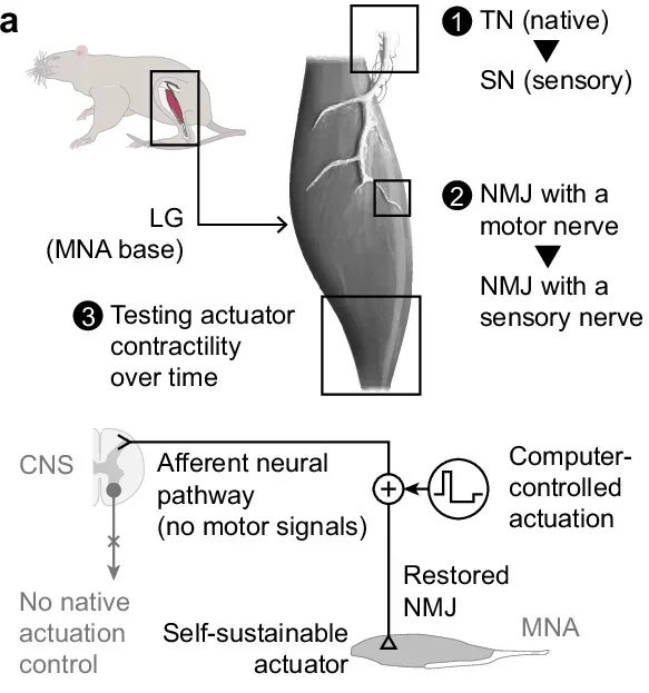 MNA implementation in a rodent model and schematic of the redirected MNA neural pathway from the CNS to functional stimulation via computer control. LG lateral gastrocnemius, TN tibial nerve, SN sural nerve, NMJ neuromuscular junction.