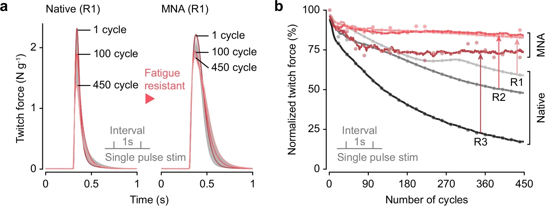 a) Representative sequential twitch force responses for a native muscle and MNA (n = 450 cycles per muscle). b) Summary of sequential twitch force responses for both cohorts (n = 450 cycles per muscle).