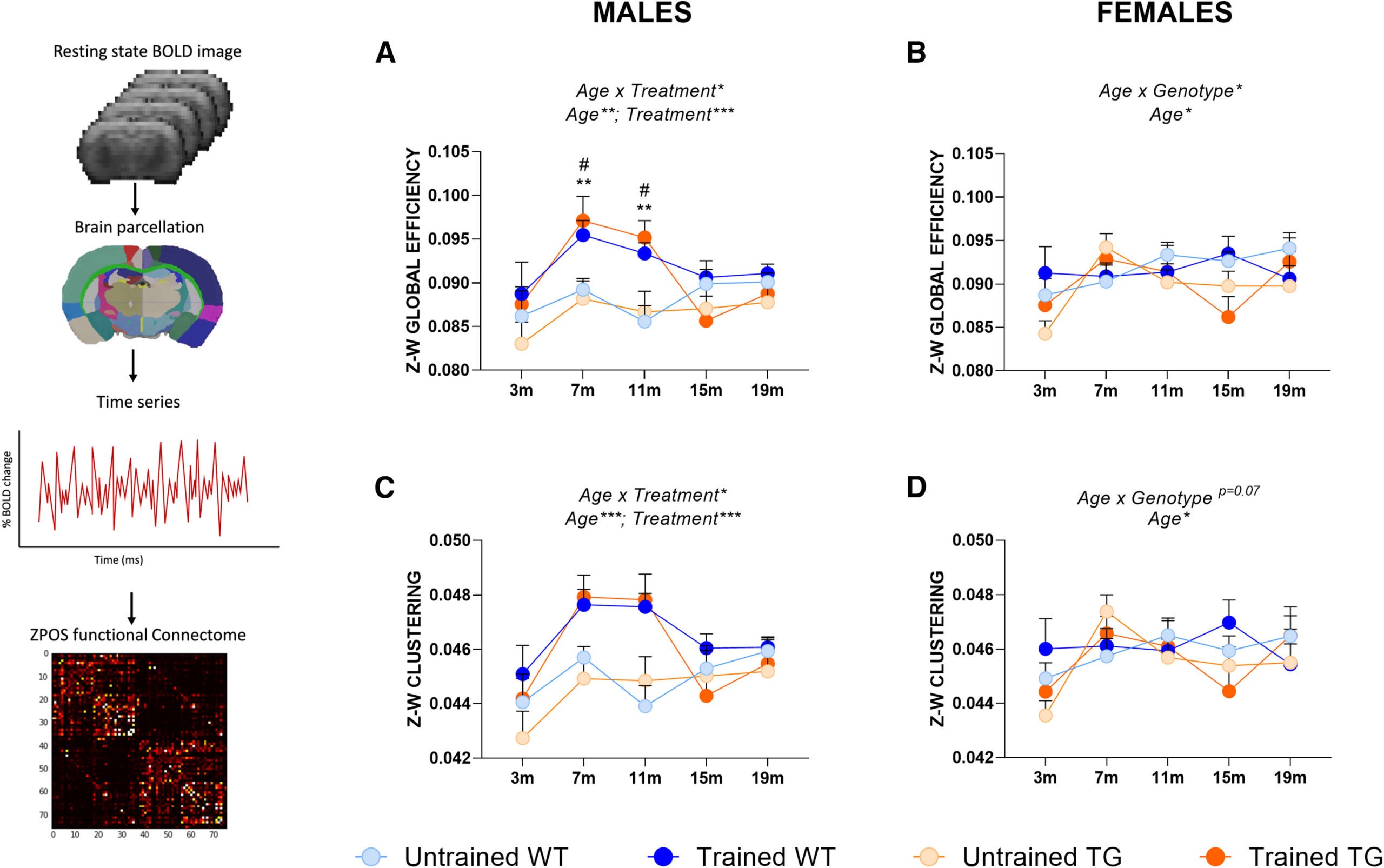 Whole-brain functional connectomics are preserved in cognitively stimulated male TG rats