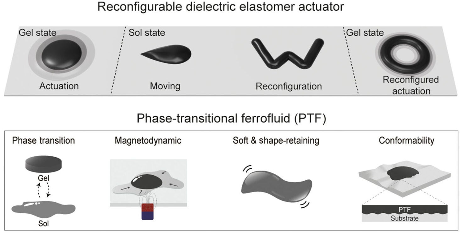 Schematic of an rDEA and physical properties of PTF used as the electrode of DEA