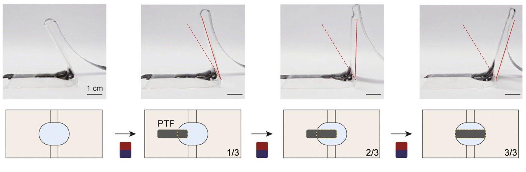 Bending actuator with PTF. Electrode reconfiguration allows tuning of bending angle and output force by adjusting the fraction of the PTF electrode area overlapped with the bottom carbon grease electrode area.