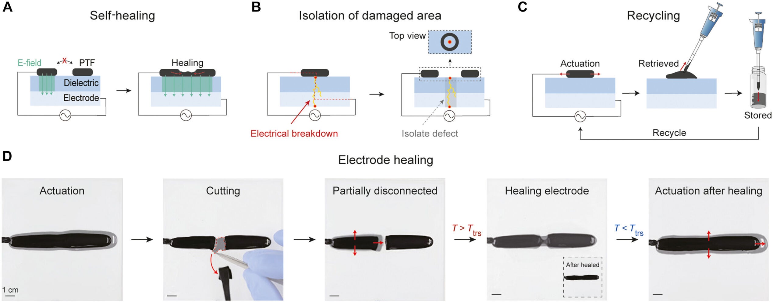 Schematic illustration of self-healable PTF. A disconnected electrode in a DEA can be reconnected via phase transition, enabling restoration of actuation.