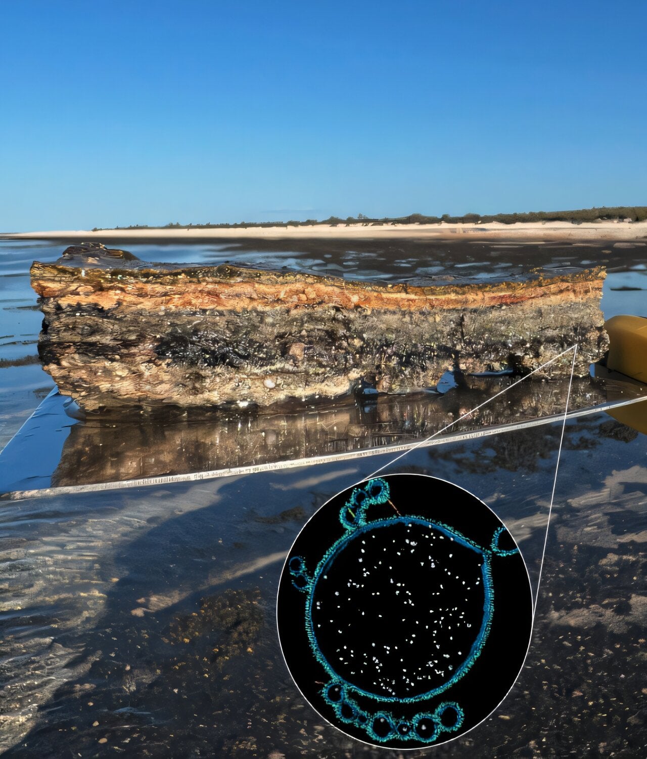 A composite image of the Asgard archaeon (inset) found within the microbial mats of Shark Bay, Western Australia. 