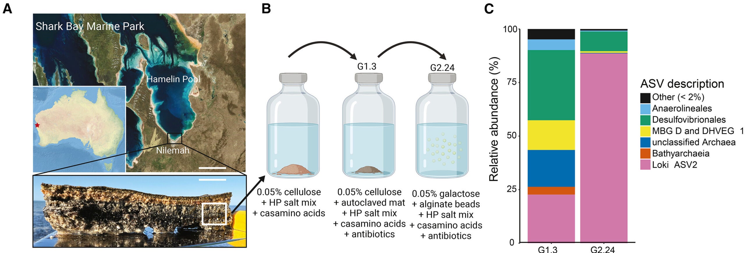 (A) Location map and satellite image of Shark Bay, Australia, indicating the sampling location Nilemah. (B) Schematic of culturing pipeline. (C) Composition of representative cultures including one with the highest enrichment (G2.24) of a single Asgard archaeal strain (Loki-ASV2) as determined by 16S rRNA gene amplicon sequencing.
