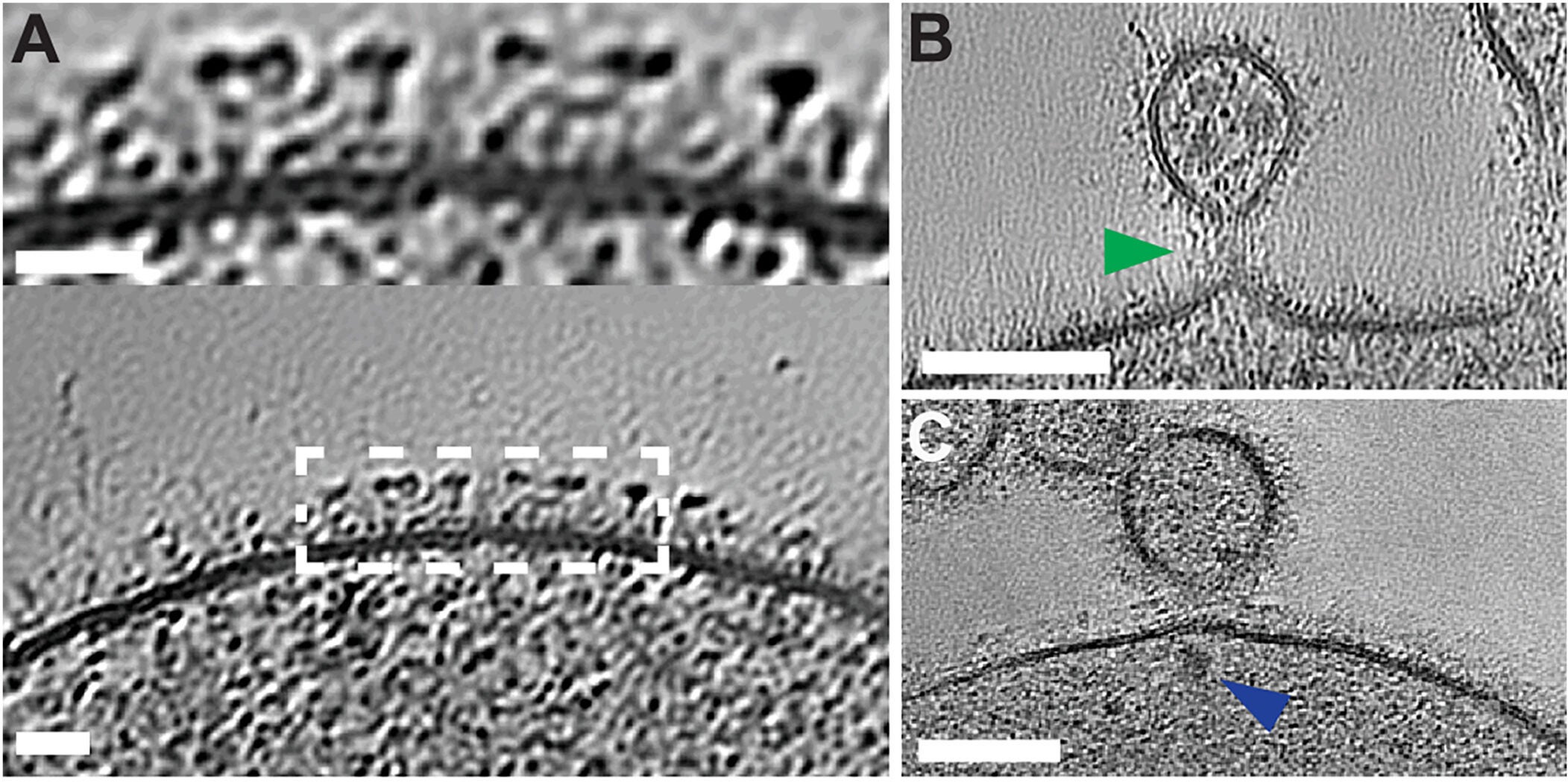 Detailed features of Nerearchaeum marumarumayae revealed by electron cryotomography