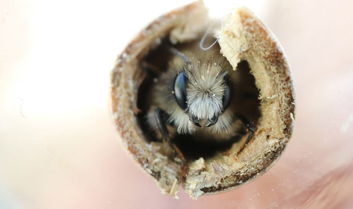 A red mason bee (Osmia bicornis) in its winter quarters, a reed stalk. It has just hatched and is preparing to leave the nest.