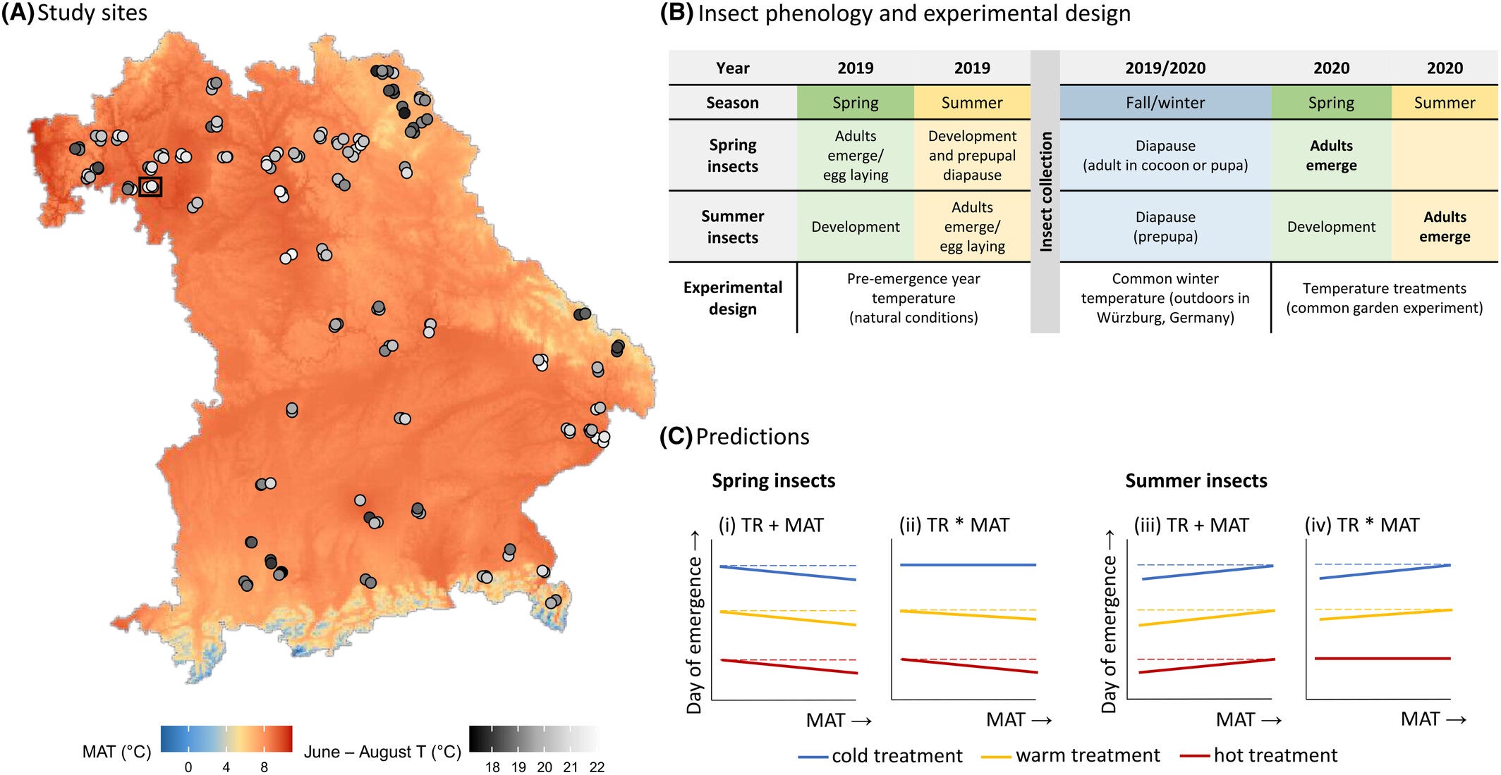 Study sites, insect phenology, experimental design and predictions for post-winter temperature treatments (TR) and mean annual temperature (MAT).
