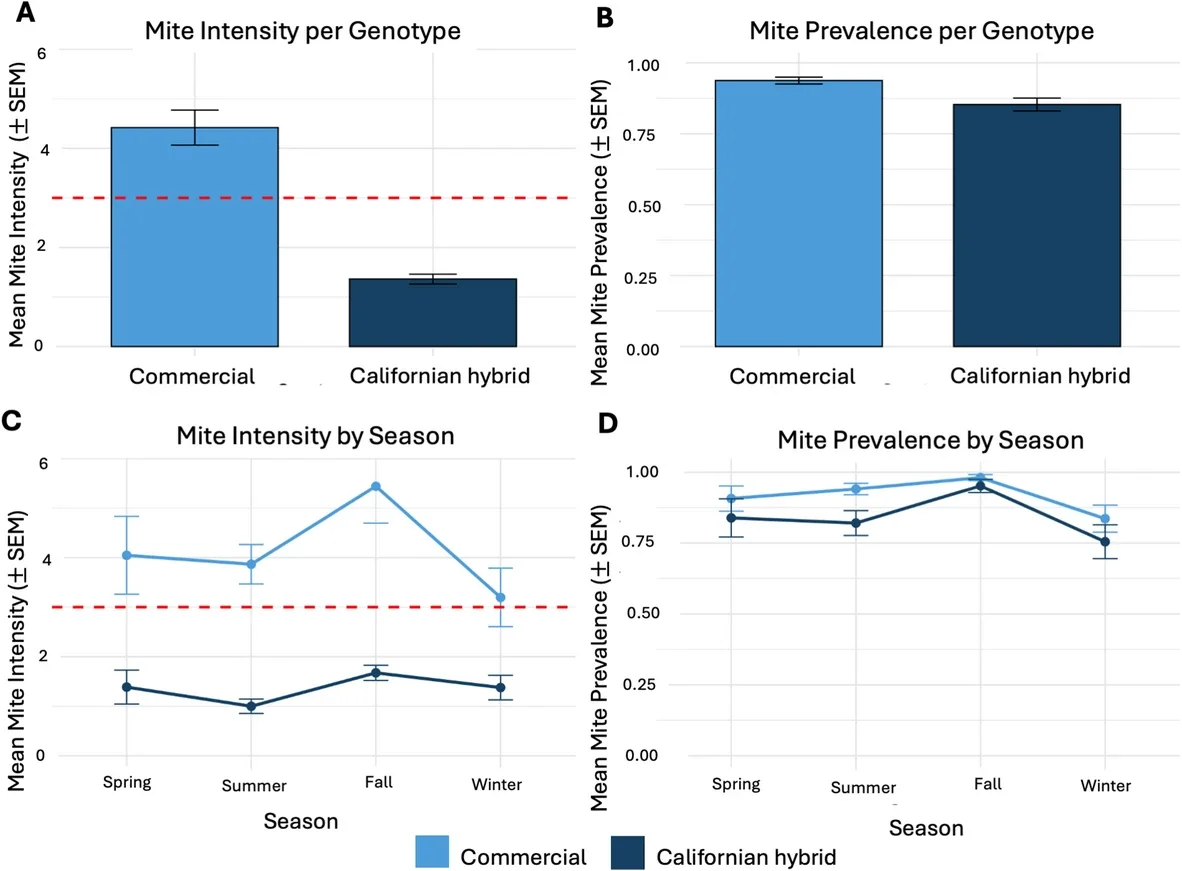 Mite intensity and prevalence in Californian hybrid and commercial honey bee colonies. (A) Mean ± SEM mite intensity per 100 adult bees by genotype. Dashed line indicates the recommended treatment threshold (3 mites per 100 bees). (B) Proportion of colonies with detectable mite infestations (mean ± SEM) by genotype.