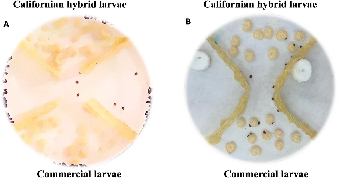 Experimental setup for Varroa mite host-choice assays using honey bee larvae of different ages and genotypes. (A) Choice arena testing for mite attractiveness to larvae of different ages (five to eight days). (B) Two-choice assay testing mite preference between genotypes.