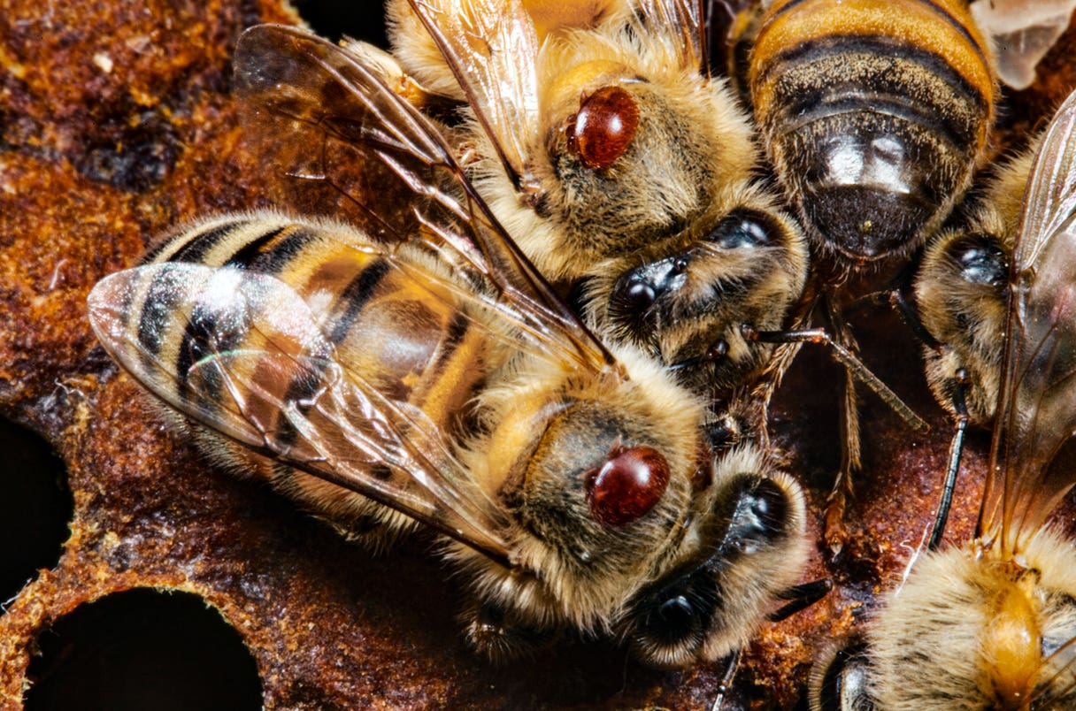 Southern California hybrid honeybees carry far fewer Varroa mites, offering clues for healthier colonies.