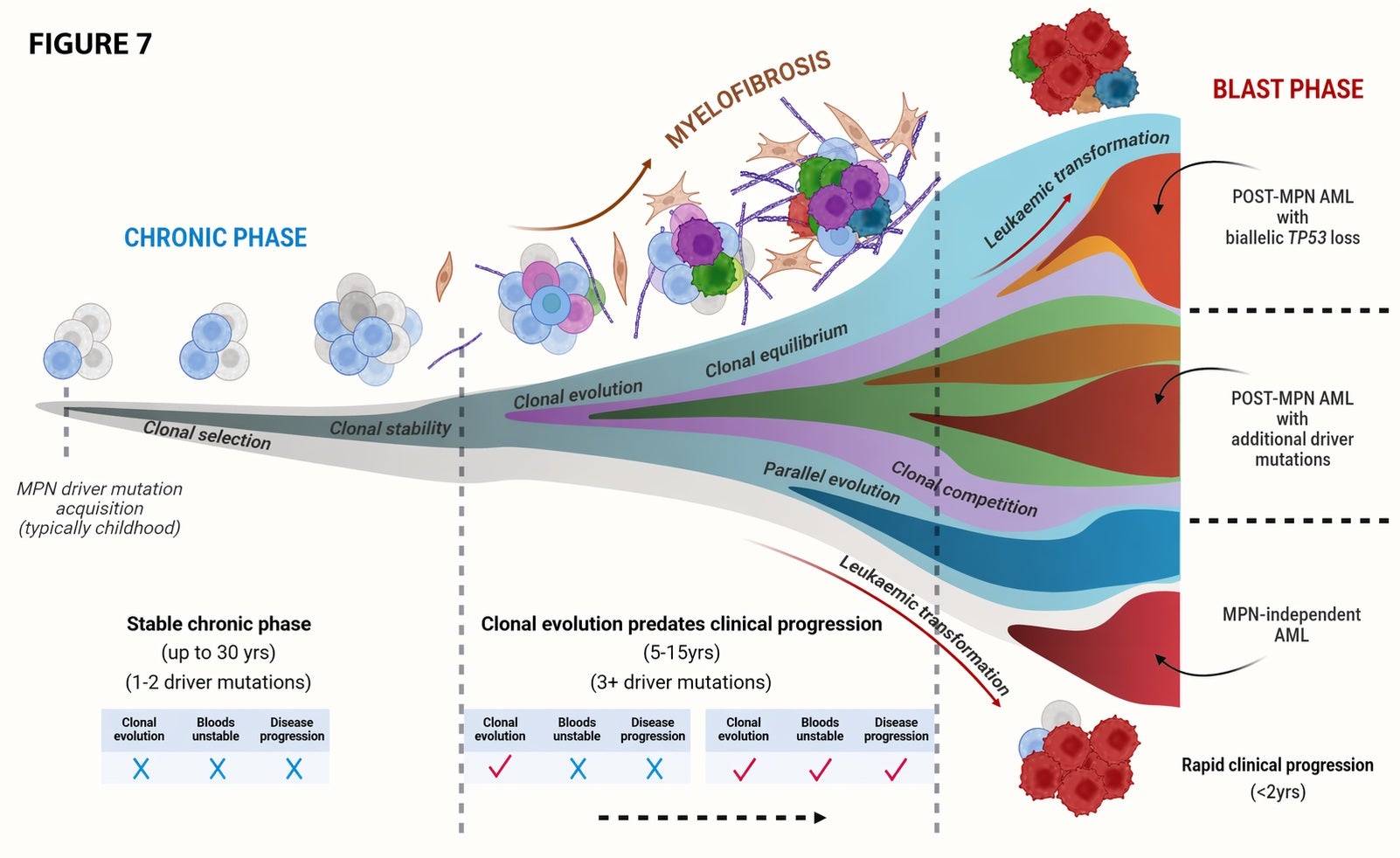 Natural history and evolution of MPN. Illustration of the evolutionary trajectories of MPN from initial driver acquisition. 