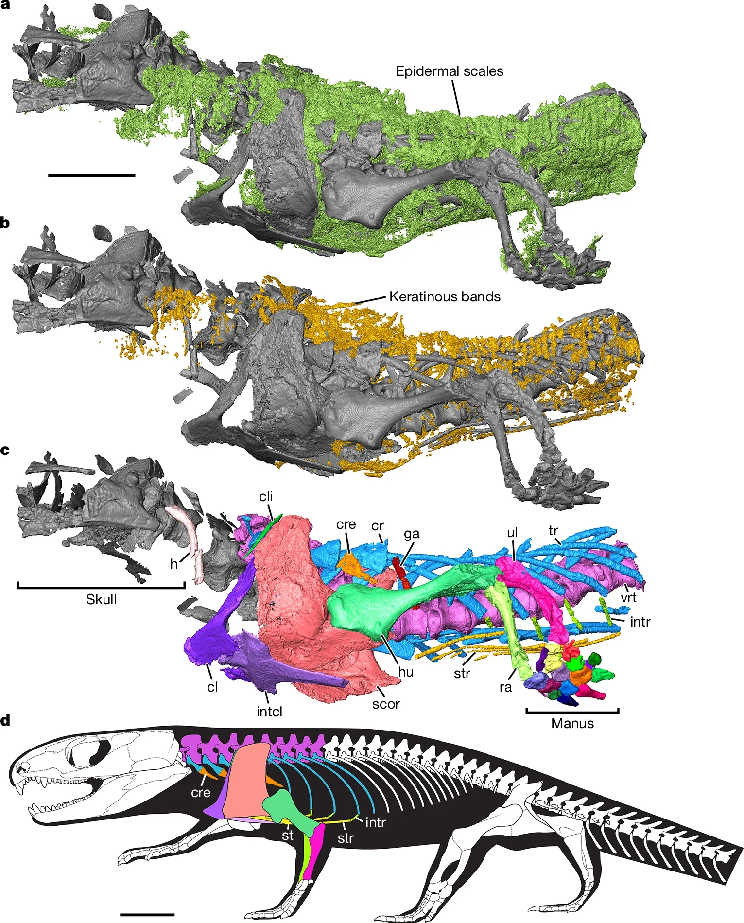 Mummified Captorhinus, ROMVP 88565, showing nCT renderings and skeletal reconstruction in left lateral views.