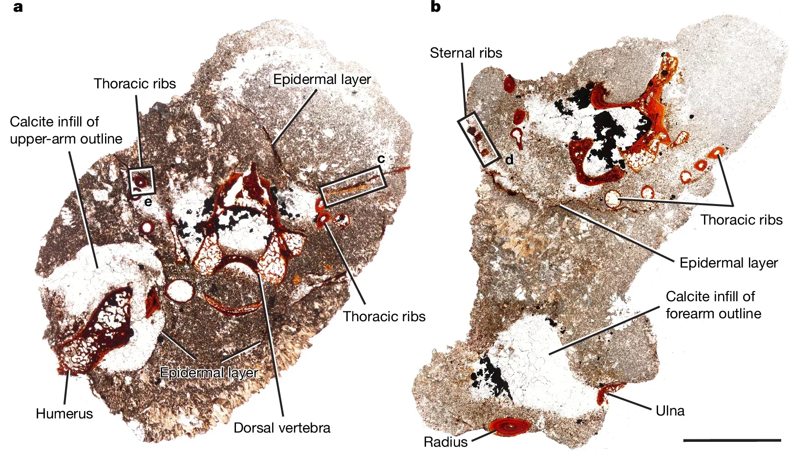 Histological thin sections through the mummified articulated Captorhinus specimen (ROMVP 88565, TS01782 and TS01993).