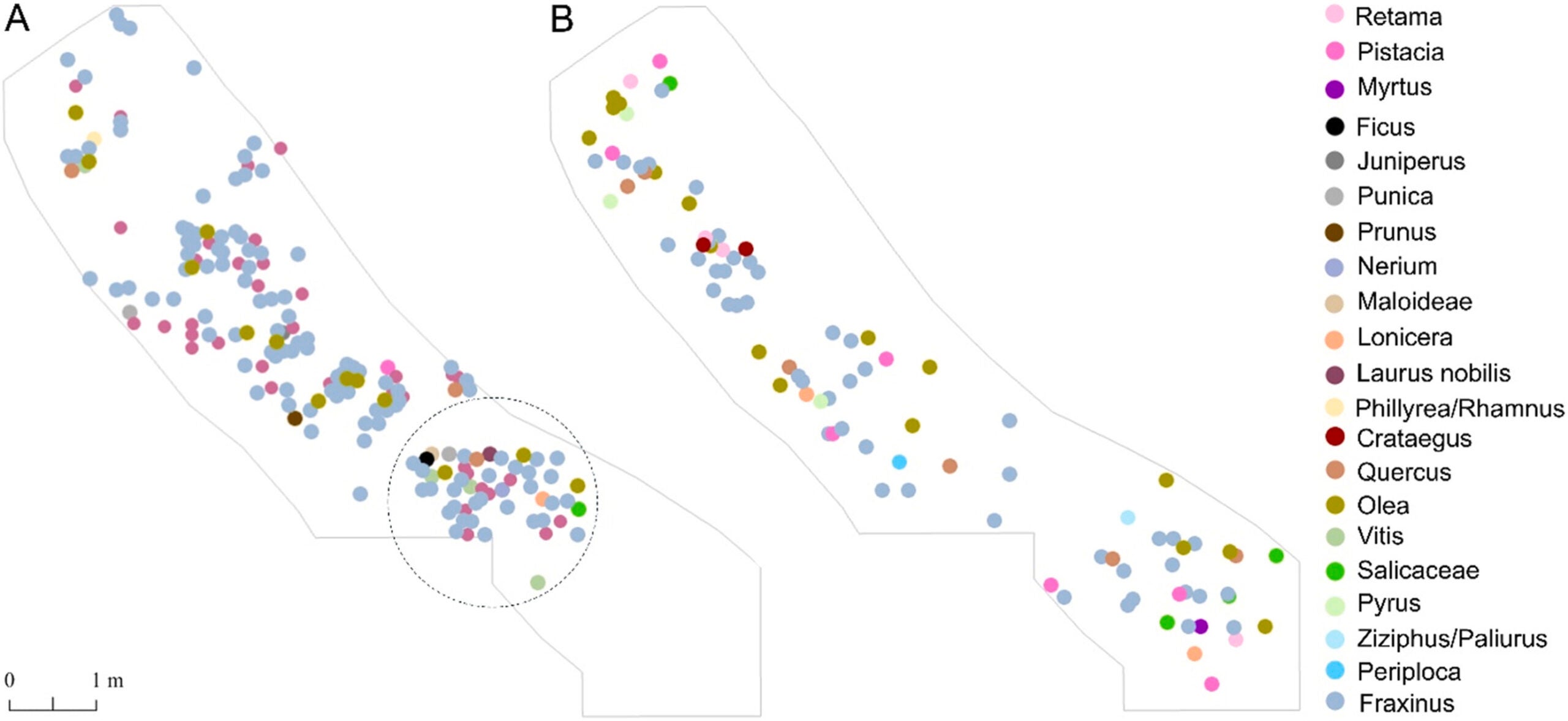 Spatial distribution of charcoal and wood in Layer II-6 Level 1 by taxa. A, charcoal (N = 190); B, wood (N = 112); circle marks the largest cluster with the highest taxonomic diversity; only specimens with a full spatial record are included.
